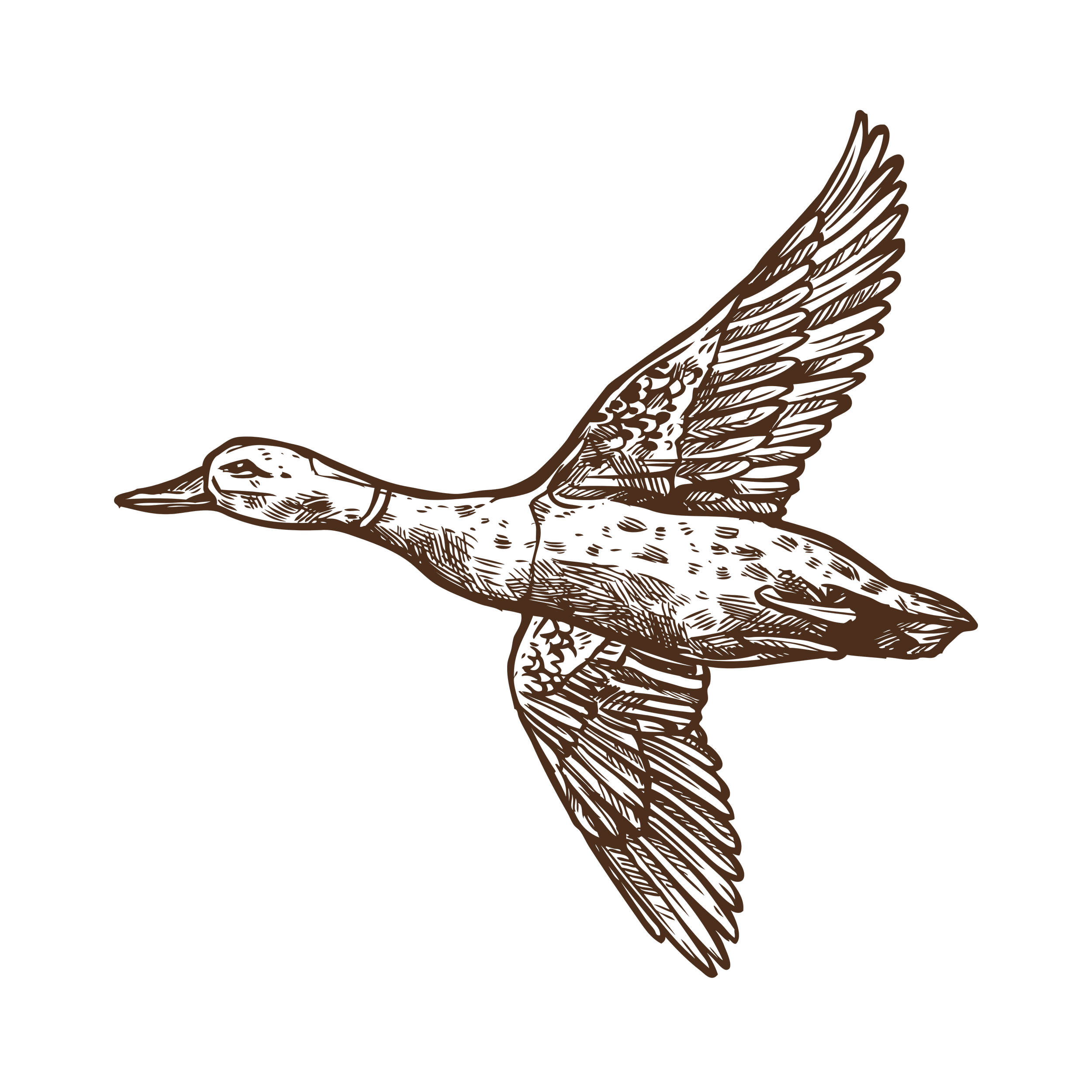 A detailed illustration of a bird's wing in brown monochrome on a black background.