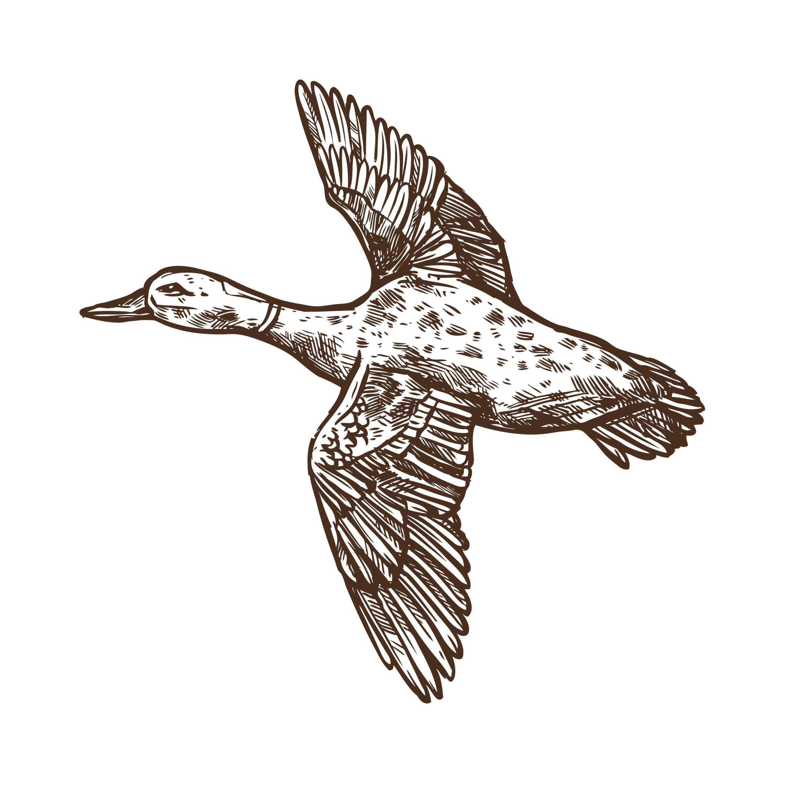 A sketch of a duck in brown lines on a black background.