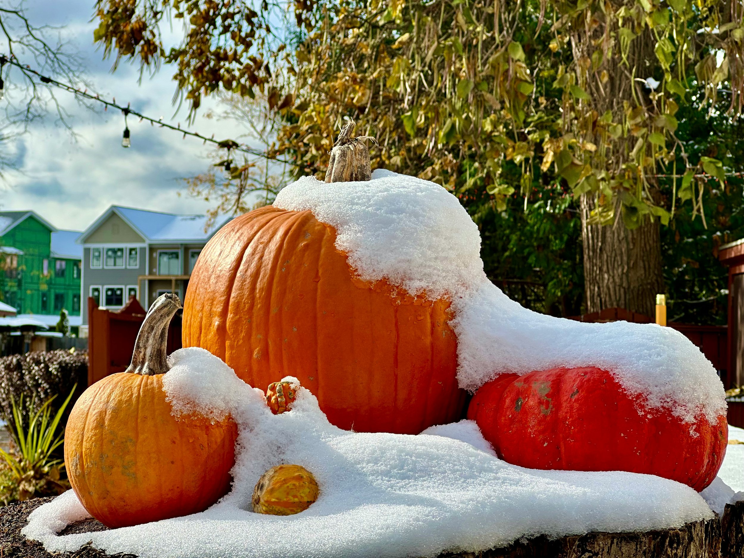 Orange pumpkins stacked outdoors on snow, with green trees, a wooden fence, and houses in the background. The sky is partly cloudy.