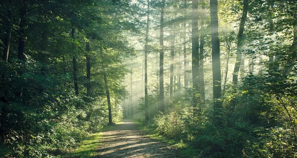 Sunlight filters through the trees along a forest trail in a lush green forest.