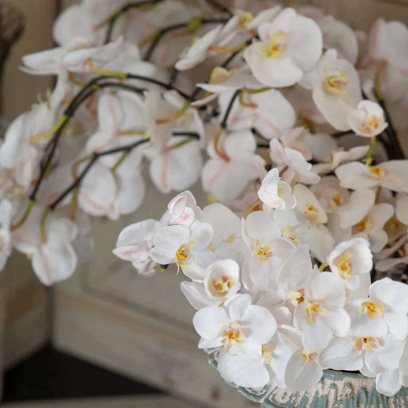 orchids.jpg