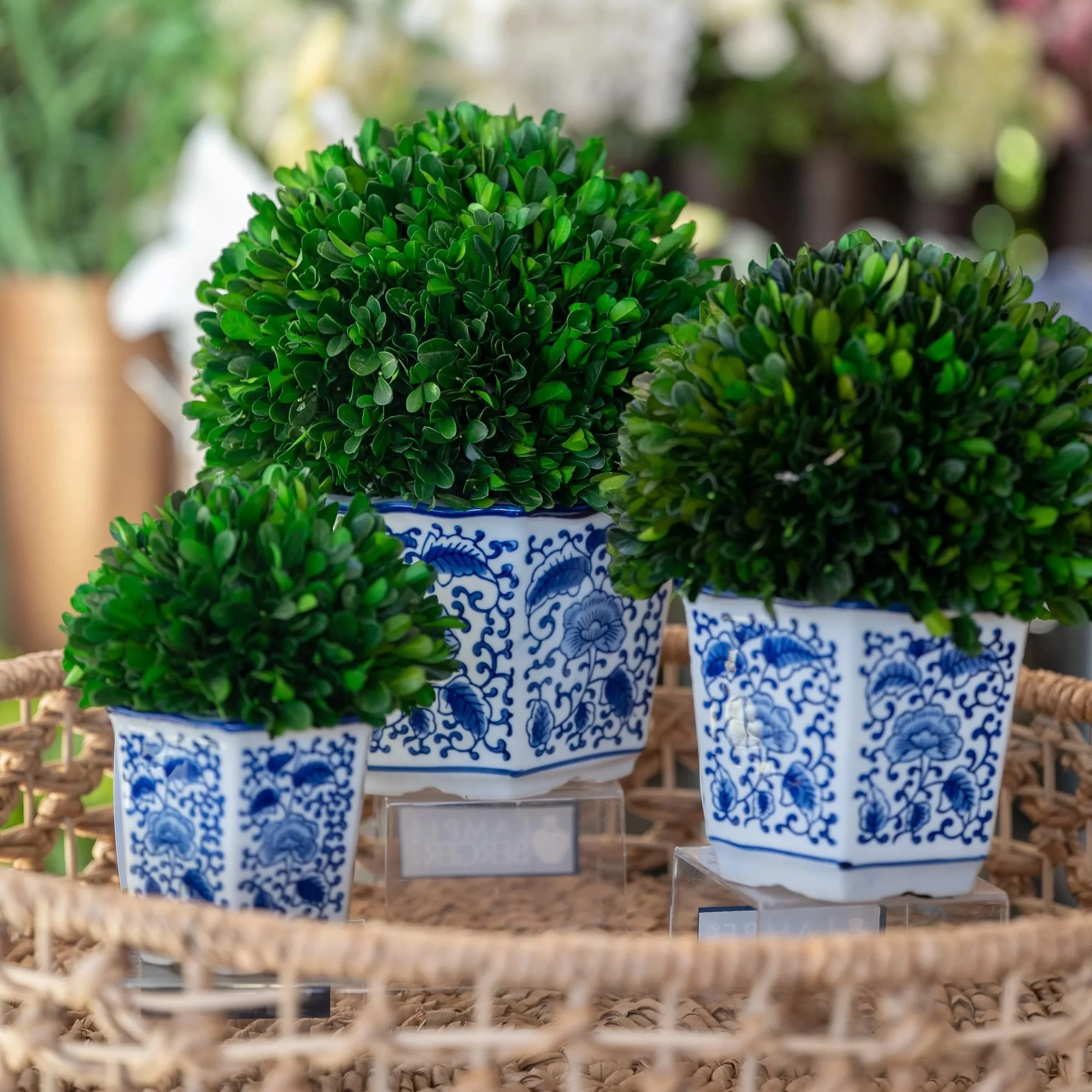 topiaries-boxwood.jpg
