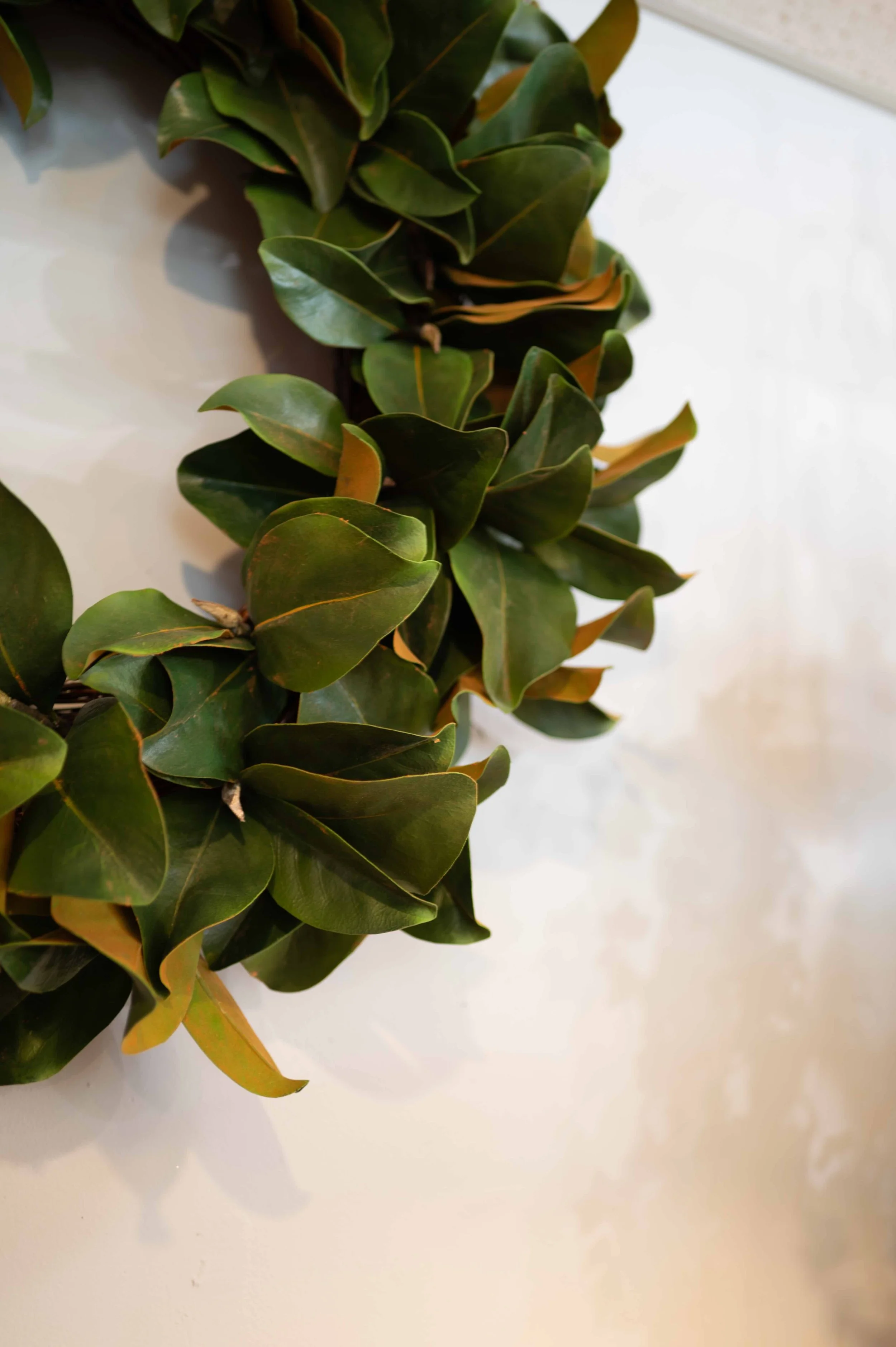 A close-up view of a leafy green plant with dark green leaves on a white surface.