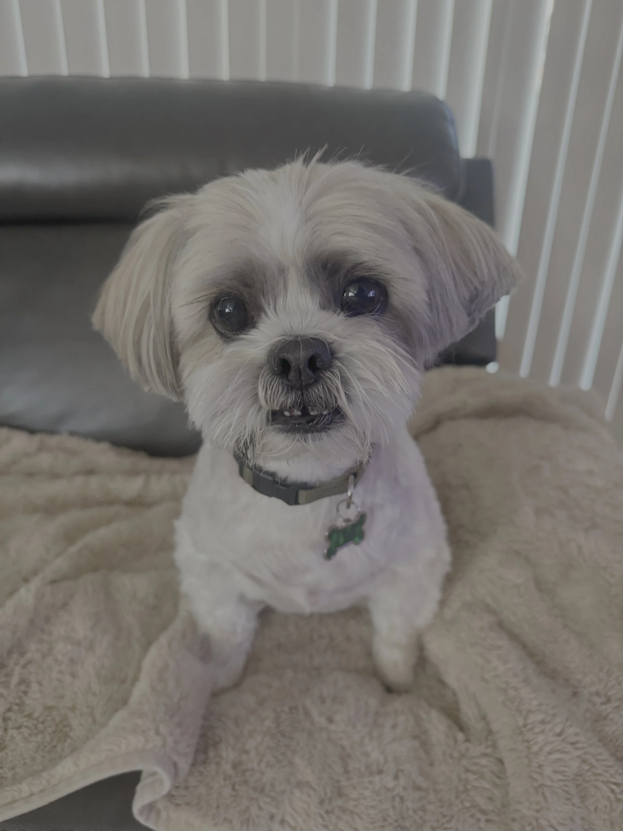 Close-up of a small dog with light-colored fur and dark eyes, sitting on a fluffy beige surface in front of a white slat wall and black furniture.