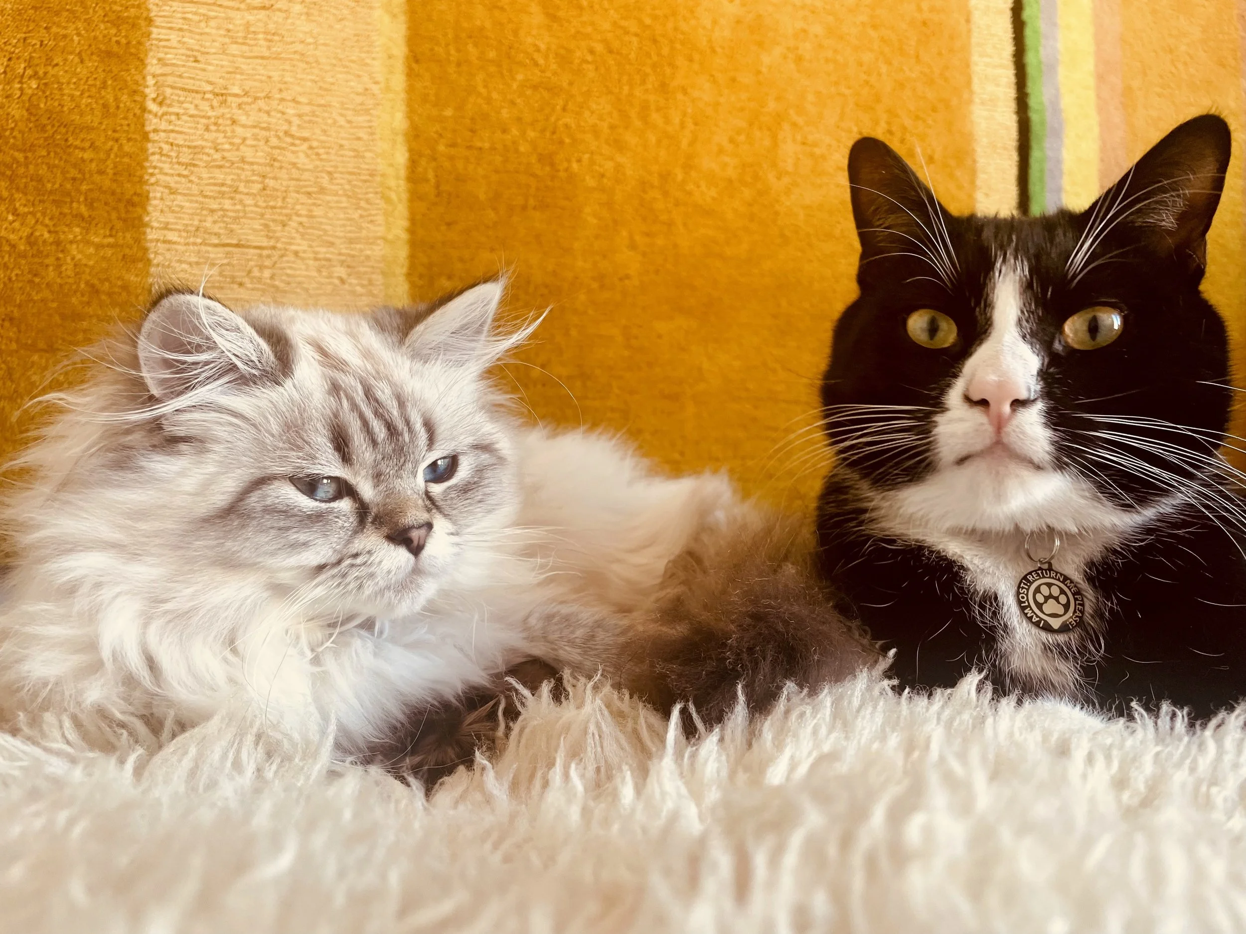 Two of my 3 cats: Minoosh & Pluto
