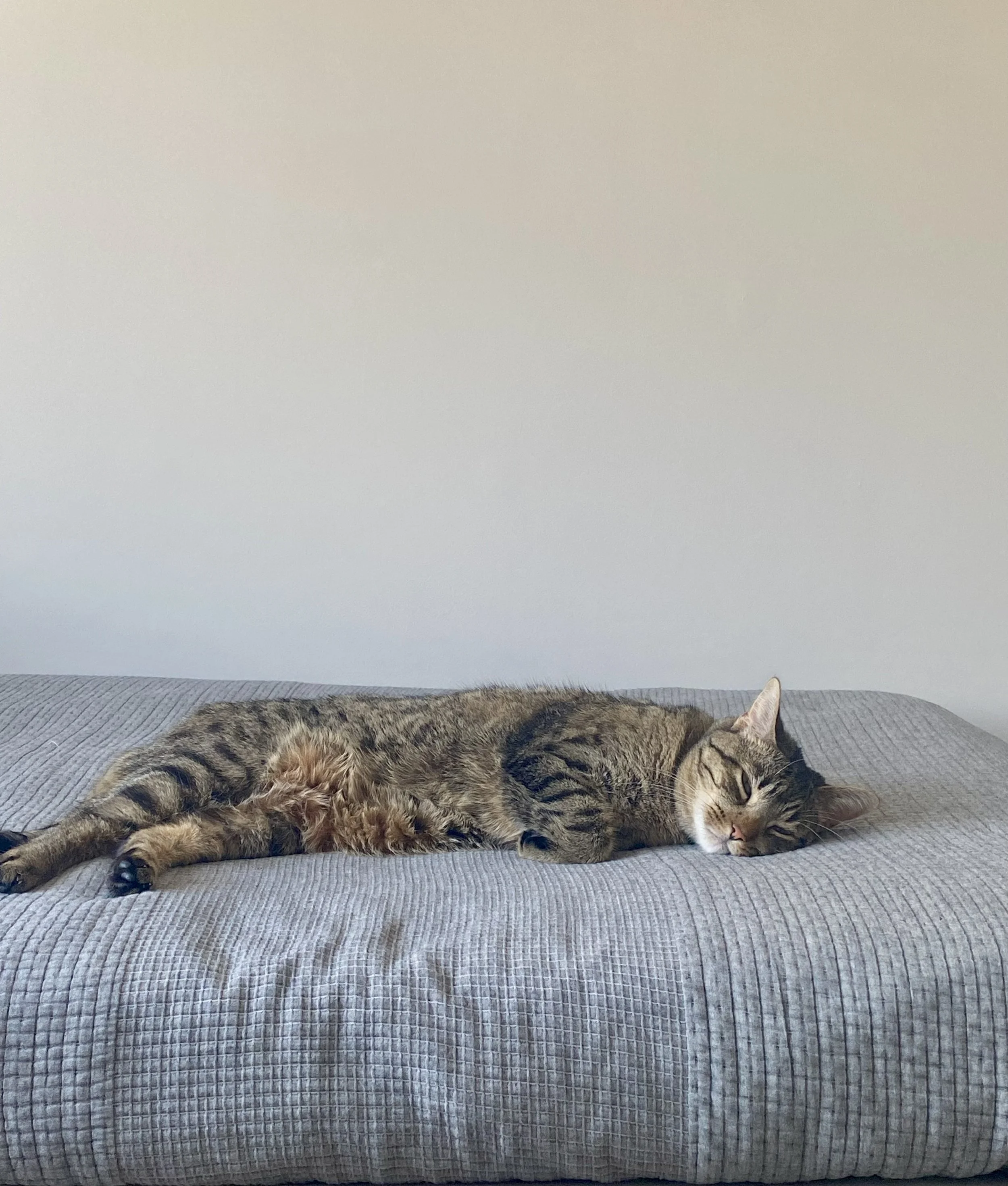 My cat, Kinnikinnick