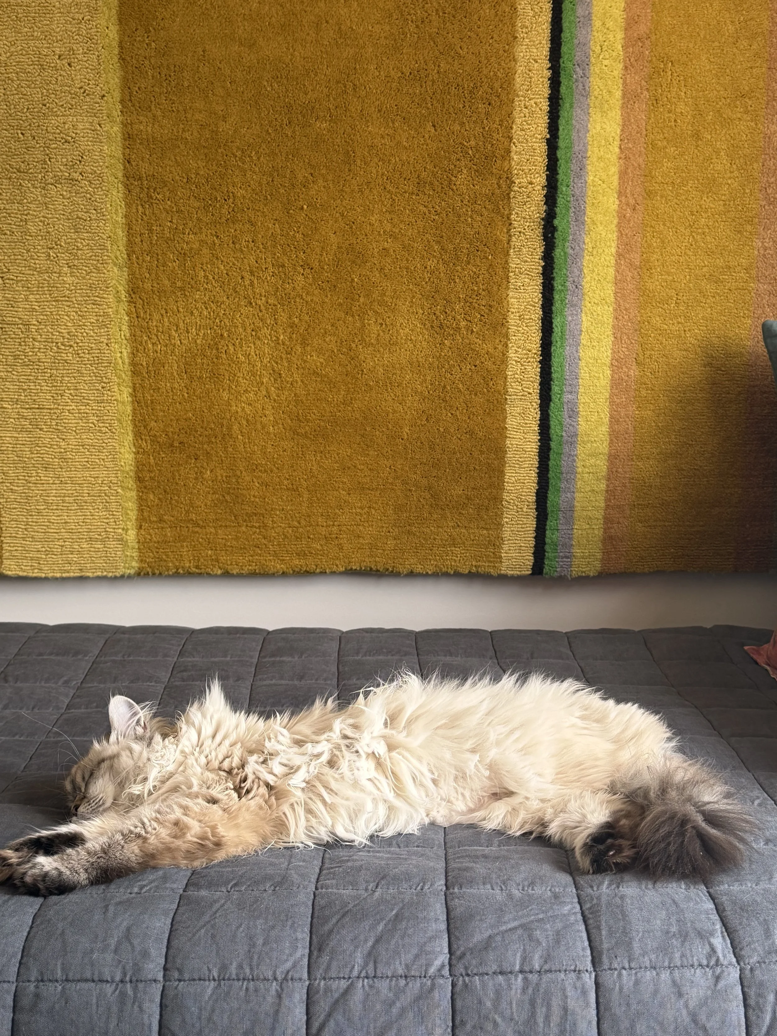 Minoosh taking up space.