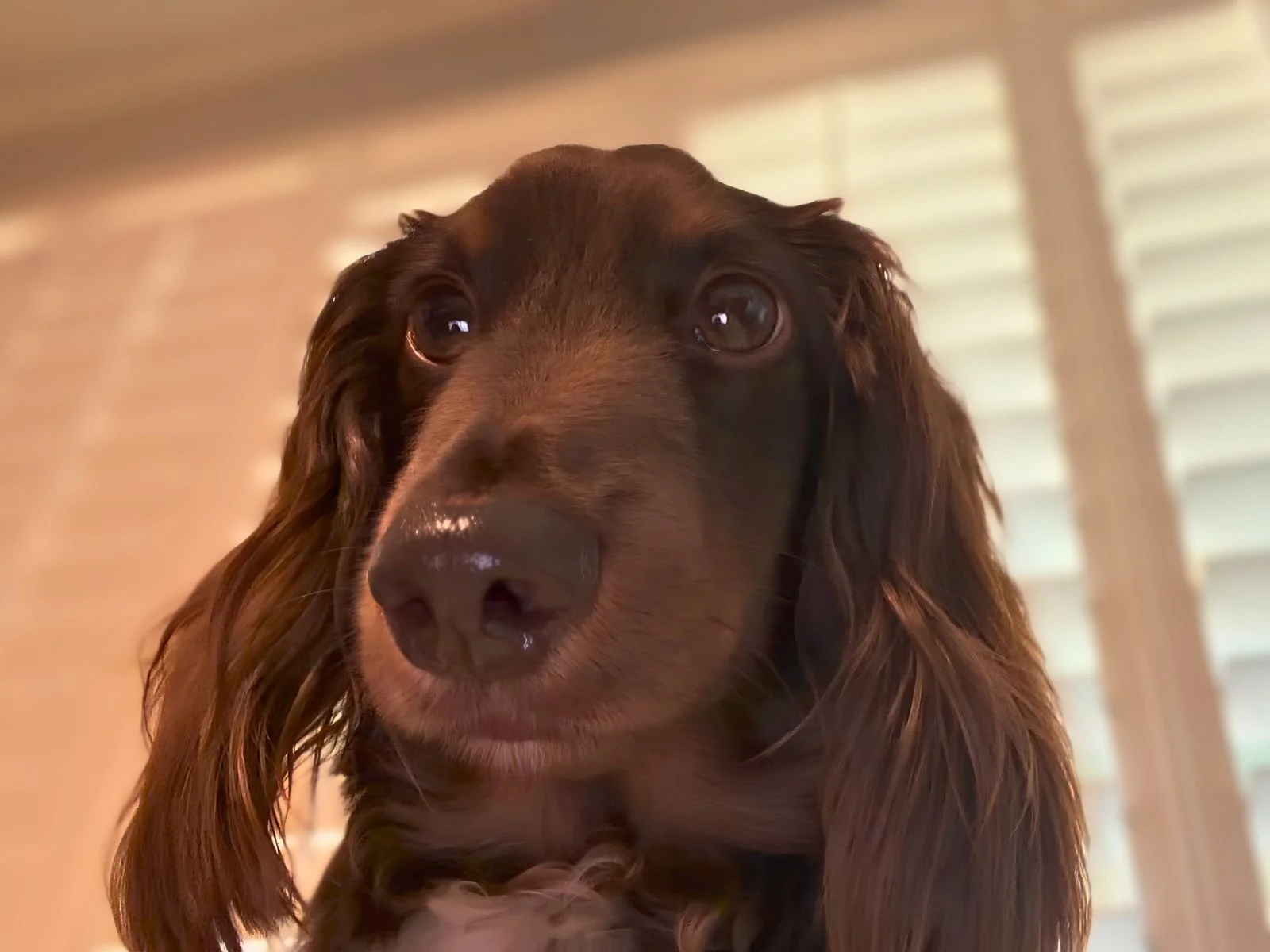 Dewey, the dog named after Jay Goble's middle name