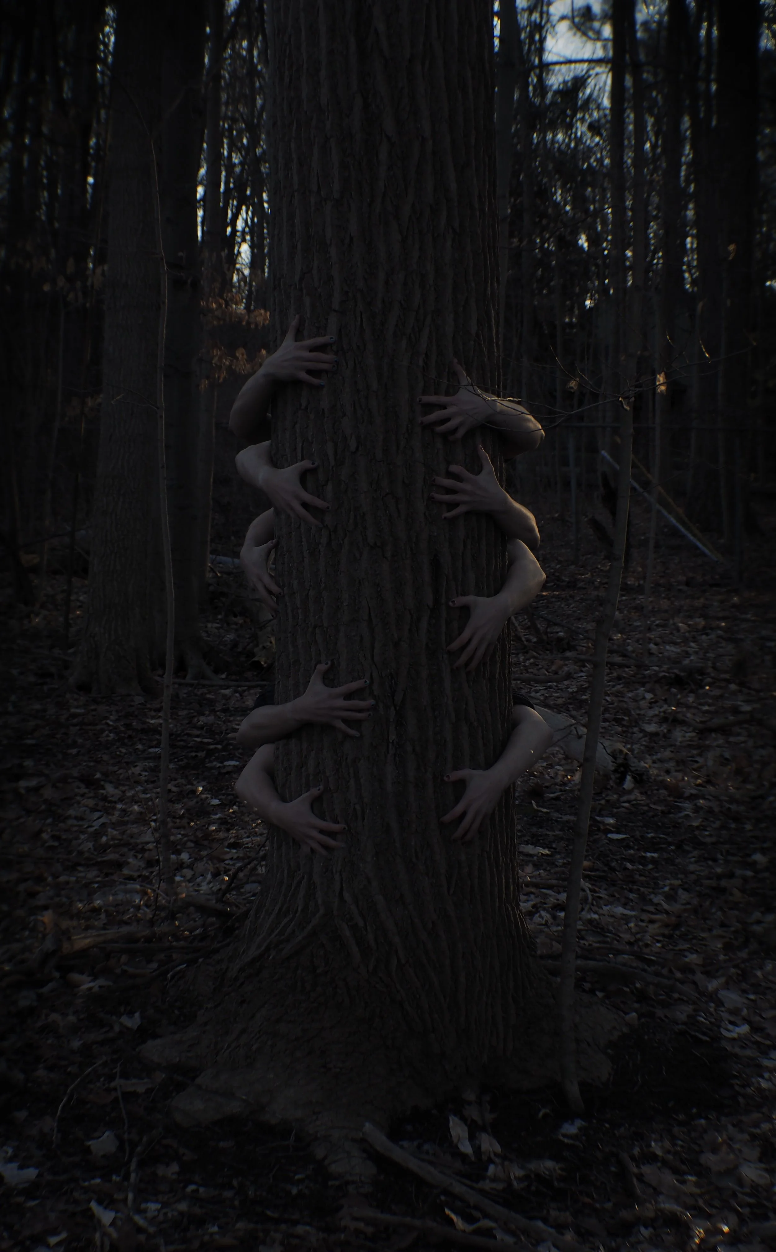A tree in a dark forest has multiple human arms reaching out from its trunk and around its base.