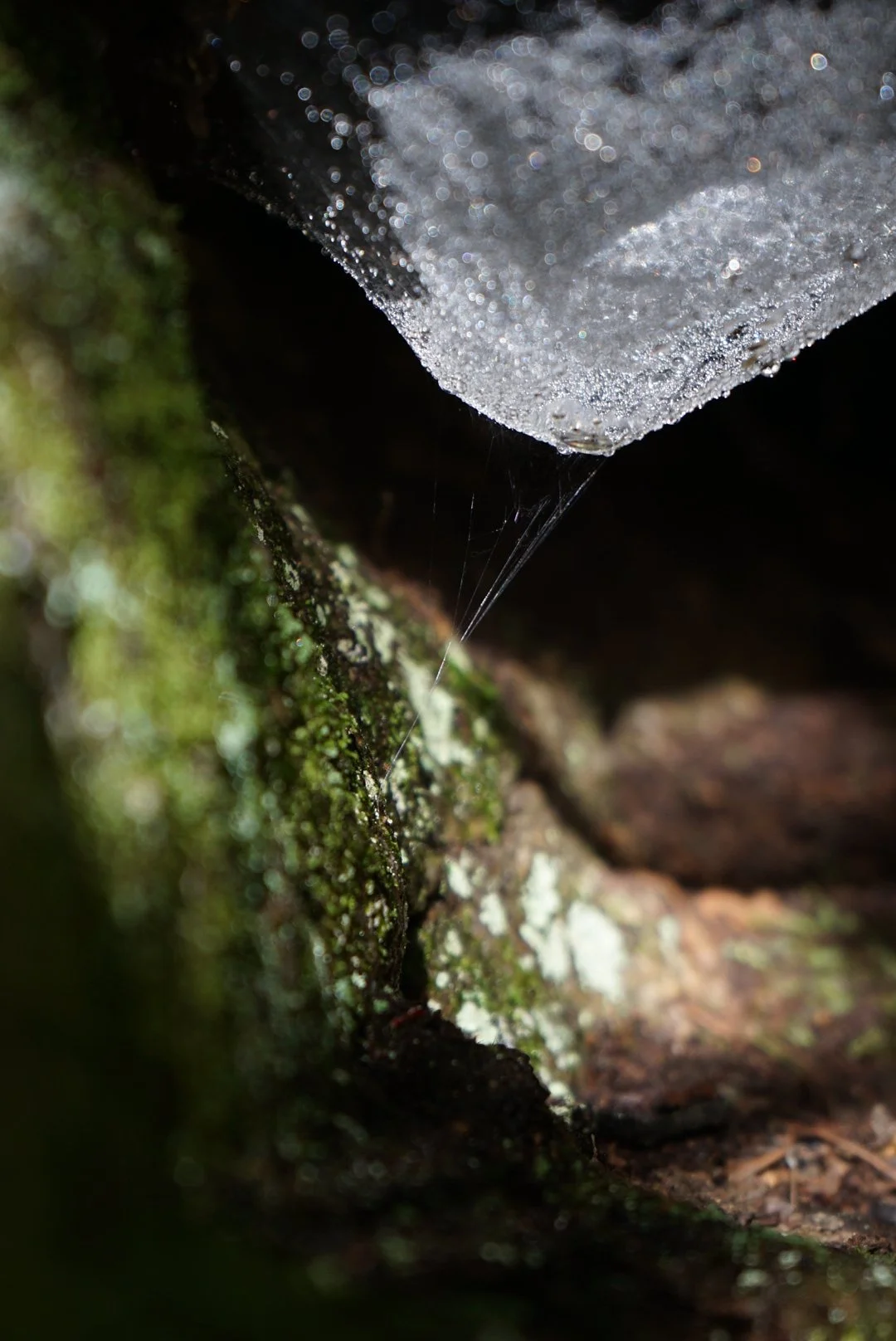 Close-up view of a spiderweb between moss-covered rocks in a dark, natural environment.