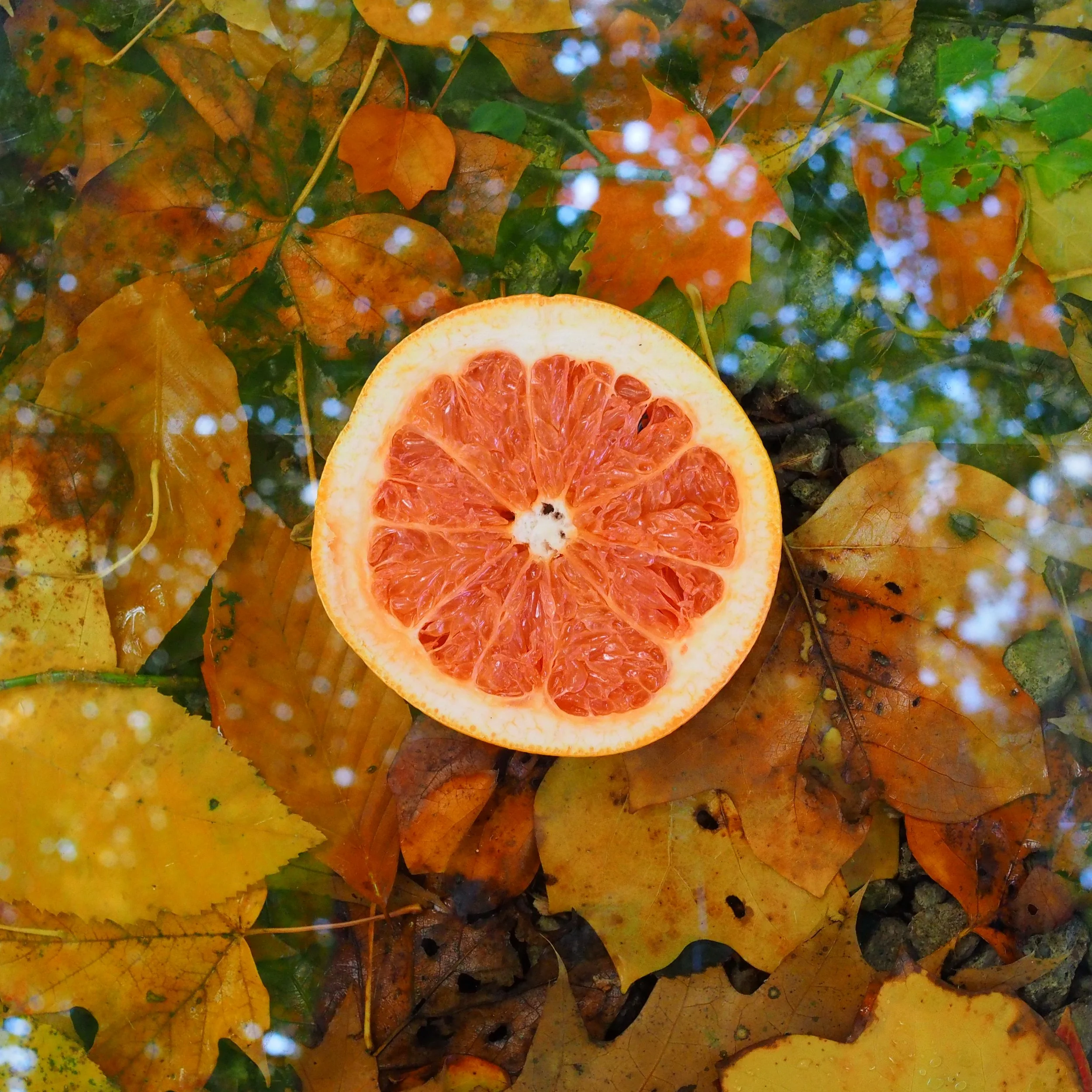 A close-up of wet, fallen autumn leaves in various shades of yellow, orange, and green on the ground, with some white spots and reflections of sky and trees.