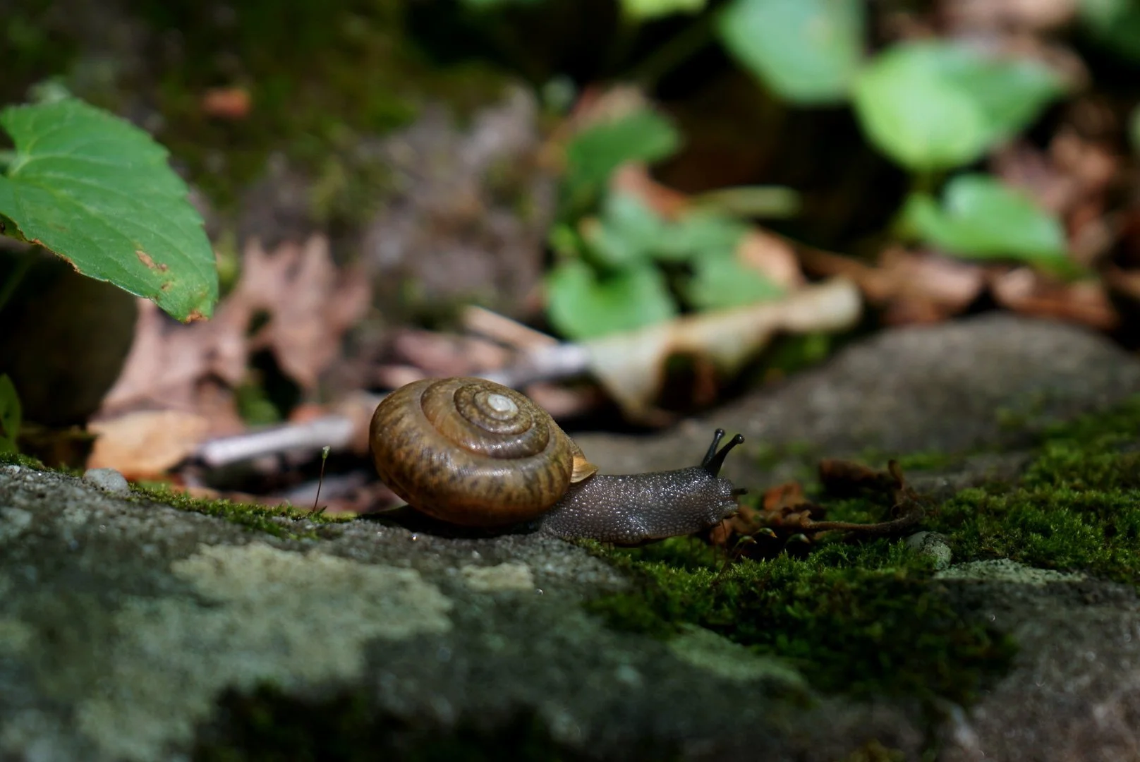 A snail with a brown, spiraled shell and a dark, slimy body moving across mossy ground in a natural setting with green leaves and dried foliage in the background.