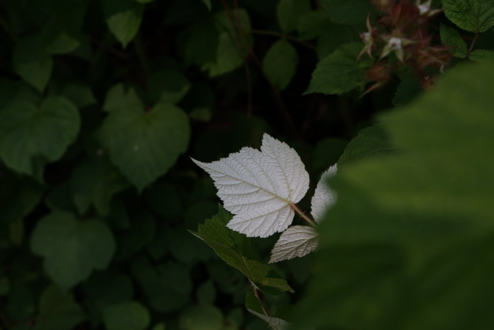 Green and white leaves on a bush or tree