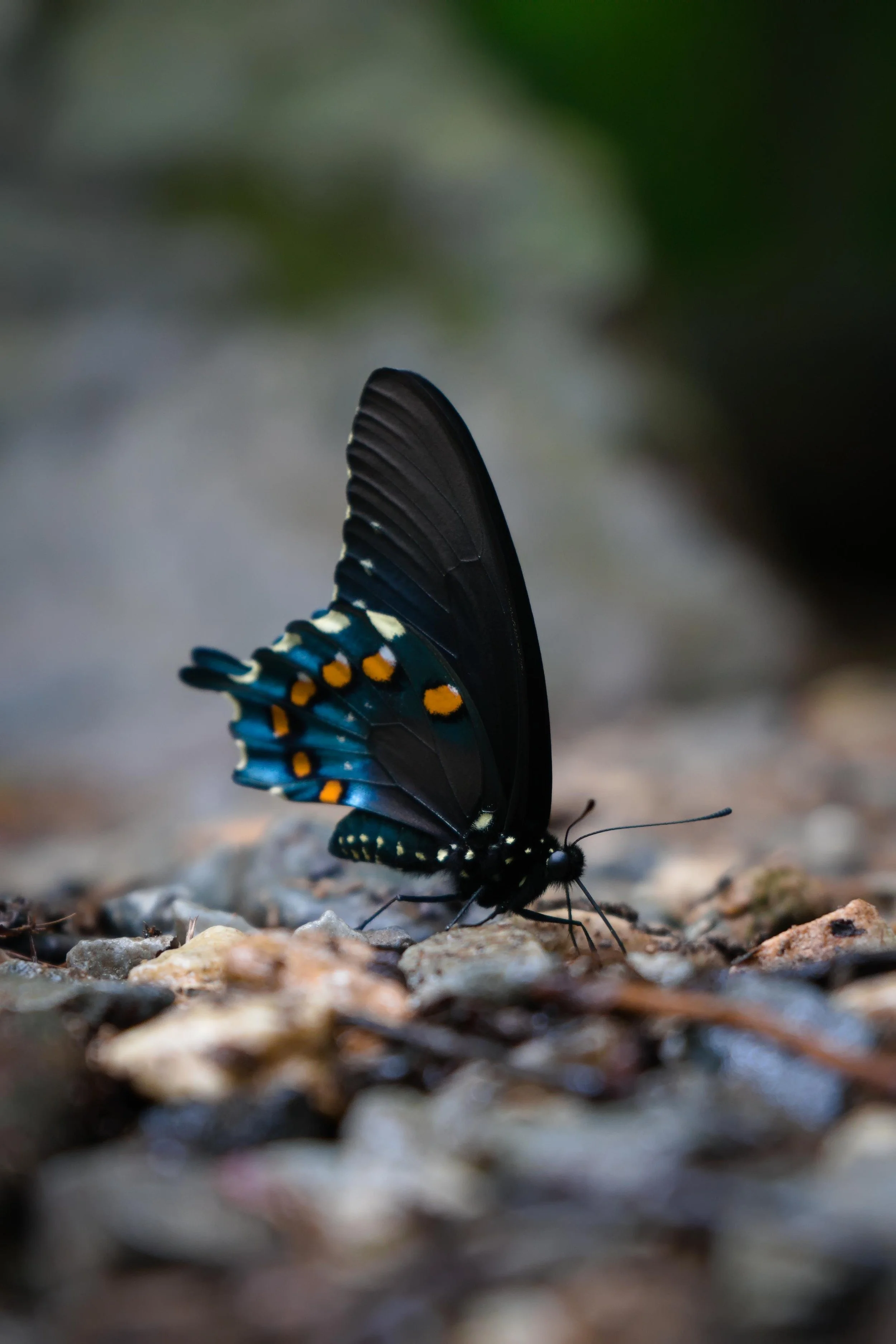 Close-up of a black butterfly with blue and orange markings on its wings resting on a rocky surface.