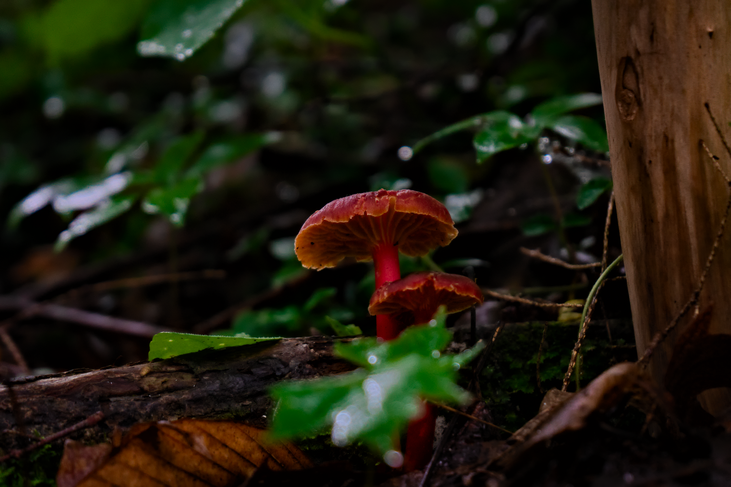 A small cluster of reddish-brown mushrooms growing on the forest floor among fallen leaves, twigs, and green plants, near a tree trunk.