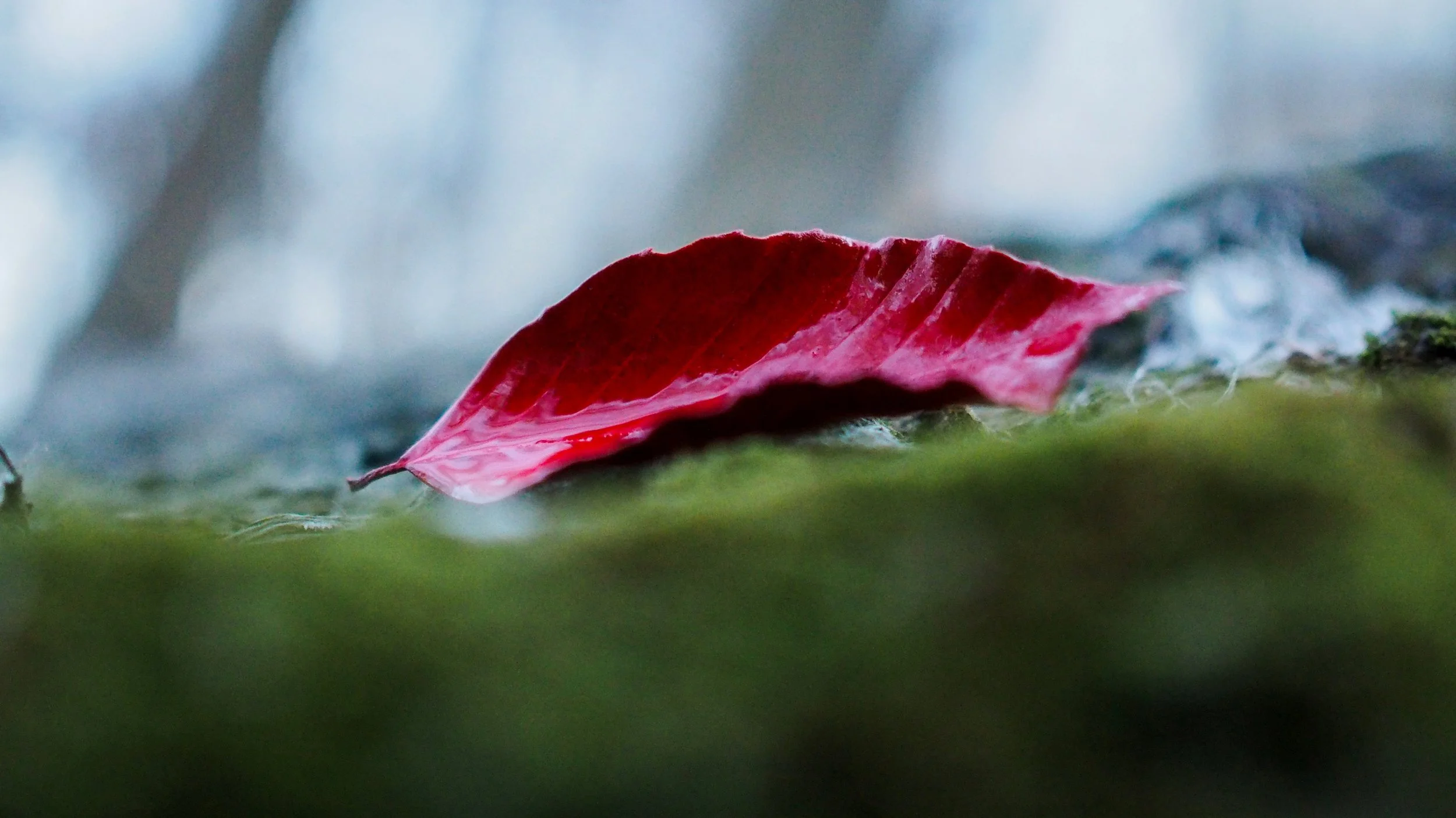 A red maple leaf resting on green moss with a blurred, cooler-toned background.
