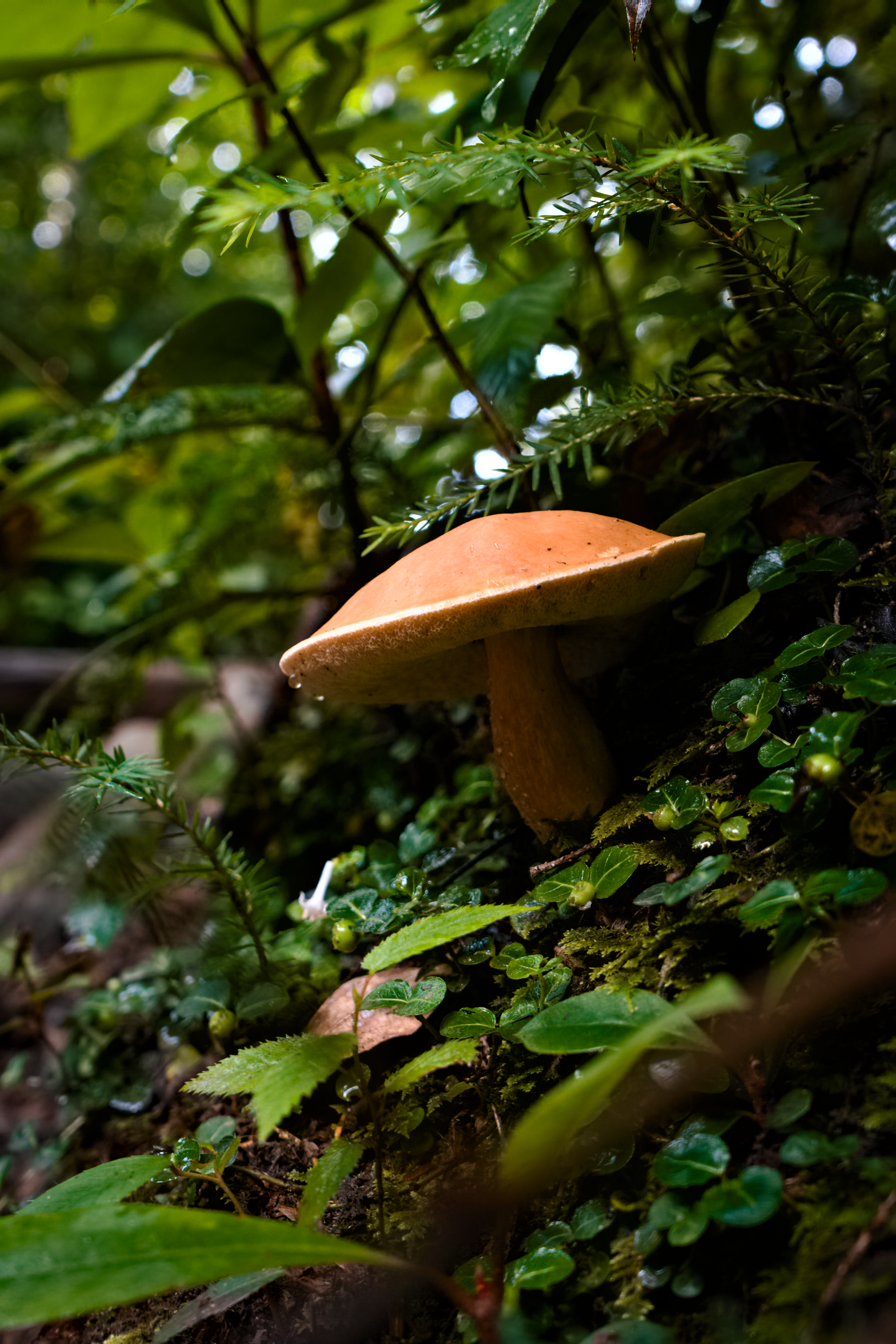 Close-up of a brown mushroom growing on the forest floor surrounded by green leaves, moss, and small plants.