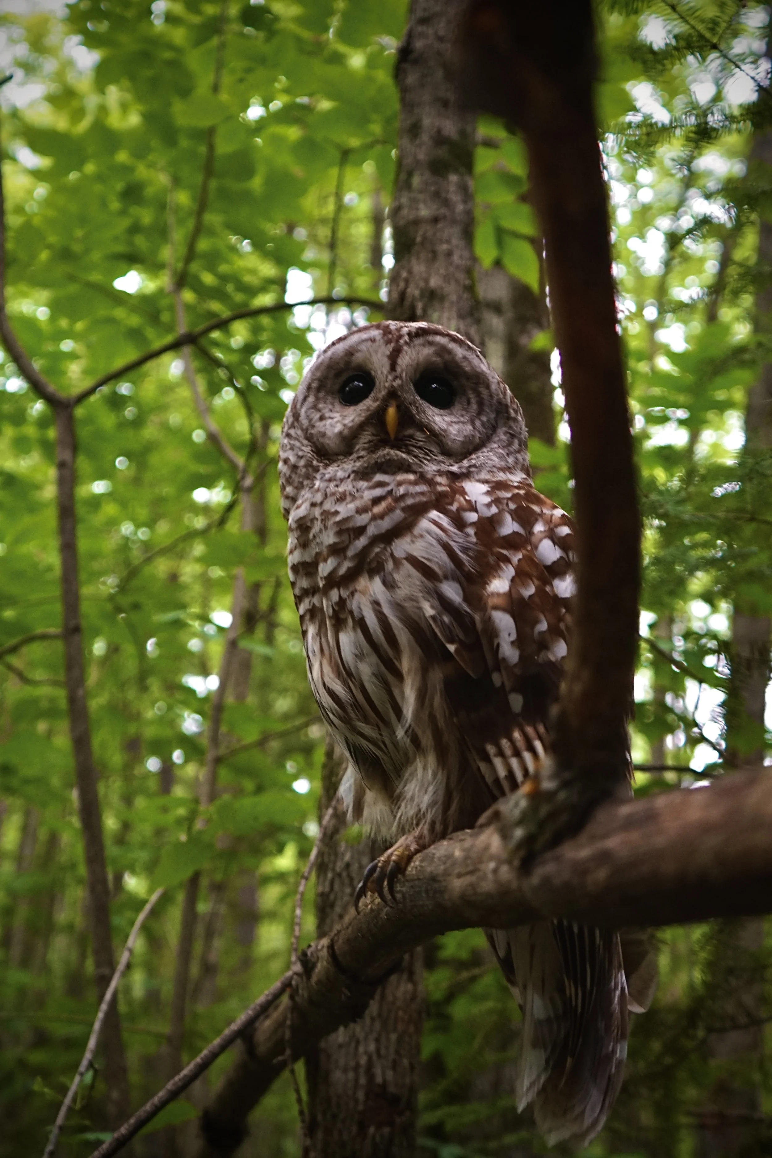 A barred owl perched on a tree branch in a green forest with leaves and trees in the background.