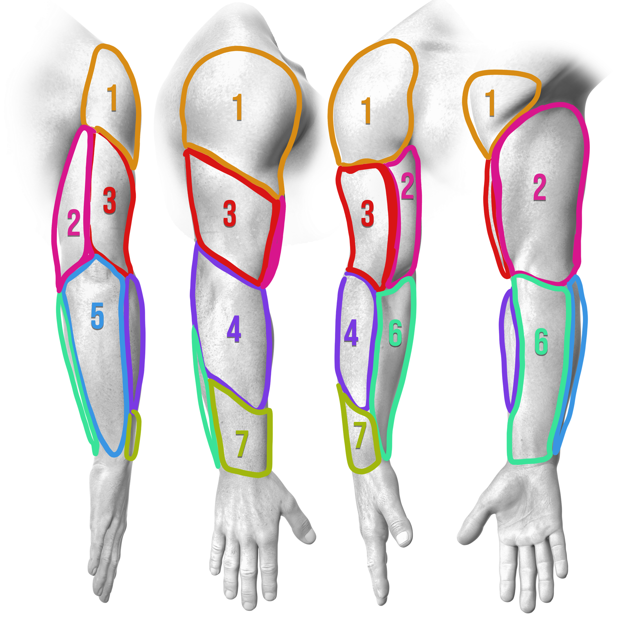 Diagram of an arm divided into seven numbered sections showing the order Javi Antunez tattoos a full color sleeve, session by session.