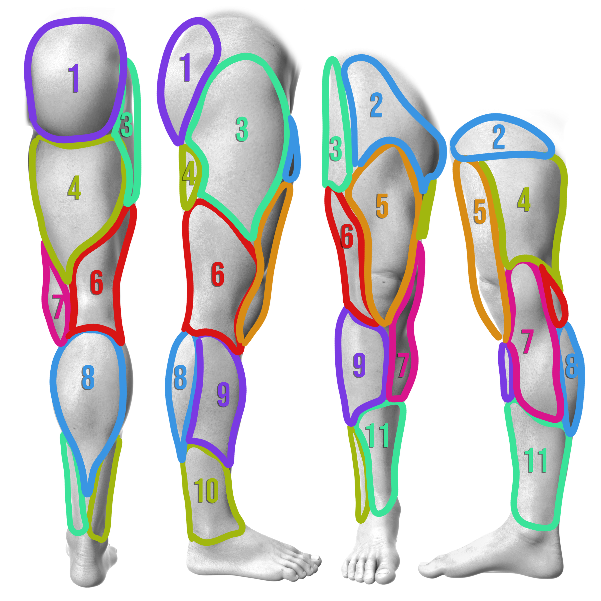 Diagram of a leg divided into eleven numbered sections showing the session order Javi Antunez uses for a full color leg sleeve.