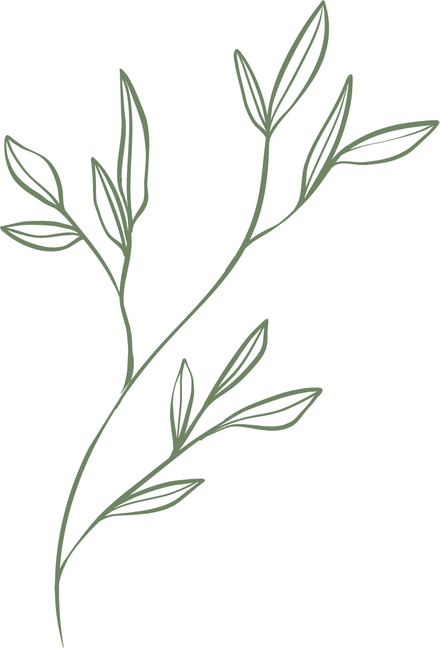 Illustration d'une branche de feuilles fines et allongées sur un fond transparent.