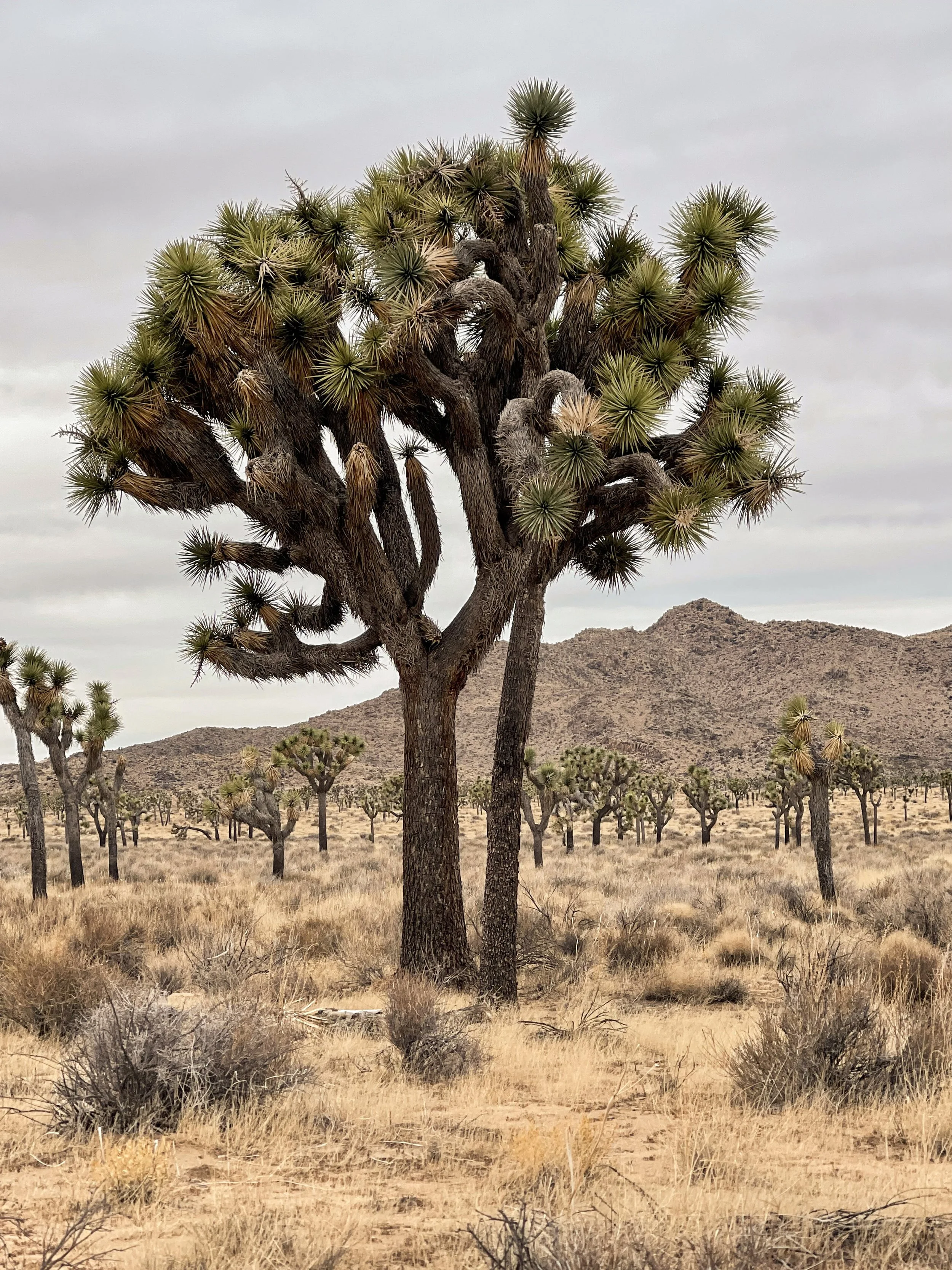A desert landscape featuring a Joshua tree in the foreground, with smaller trees and bushes scattered across dry, sandy terrain. Mountainous hills are visible in the background, under a cloudy sky.