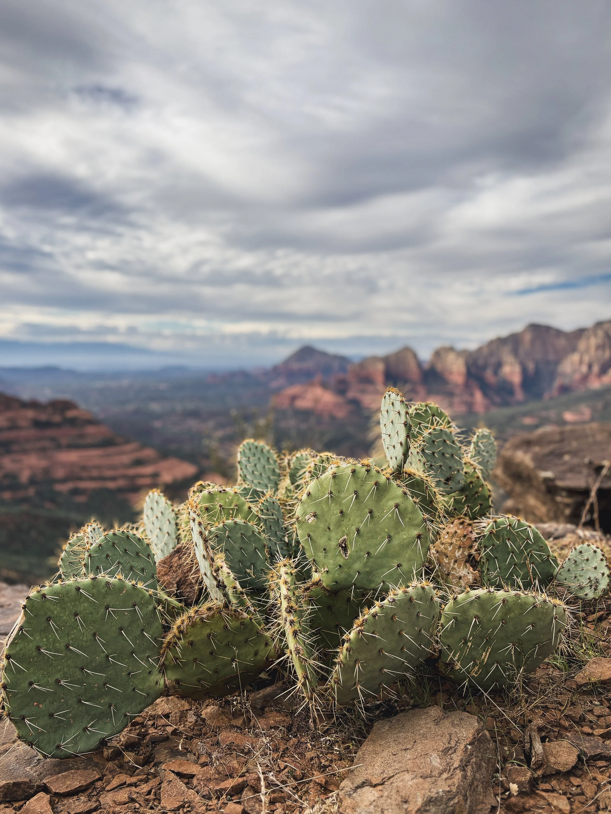 Close-up of prickly pear cactus with green pads and spines in a desert landscape with rocky terrain, mountains, and cloudy sky in the background.
