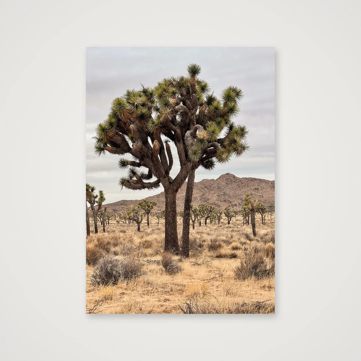 Joshua Tree · Portrait