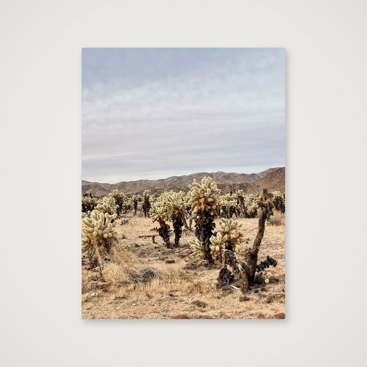Joshua Tree · Cholla Garden