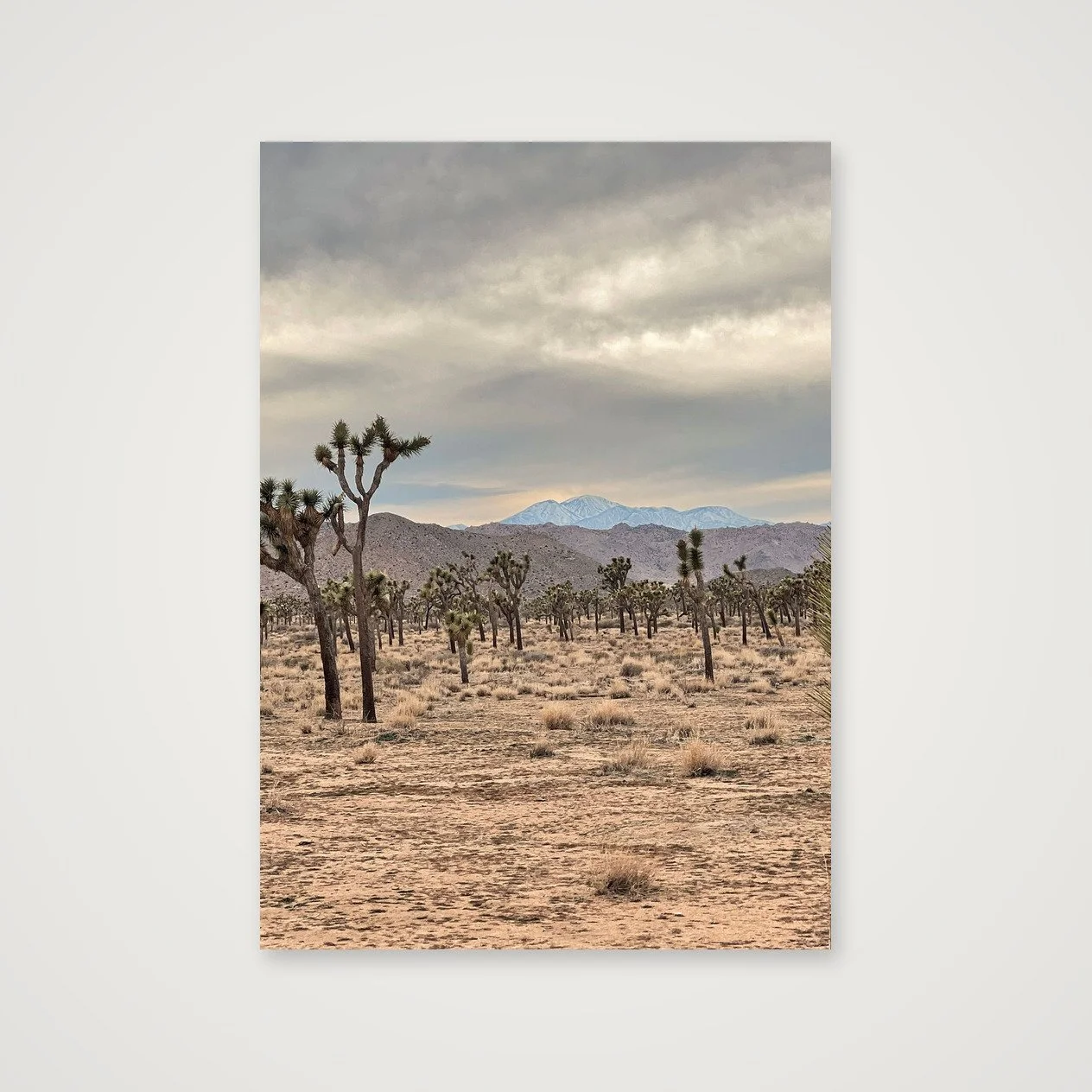 Joshua Tree · San Jacinto Mountain Vista