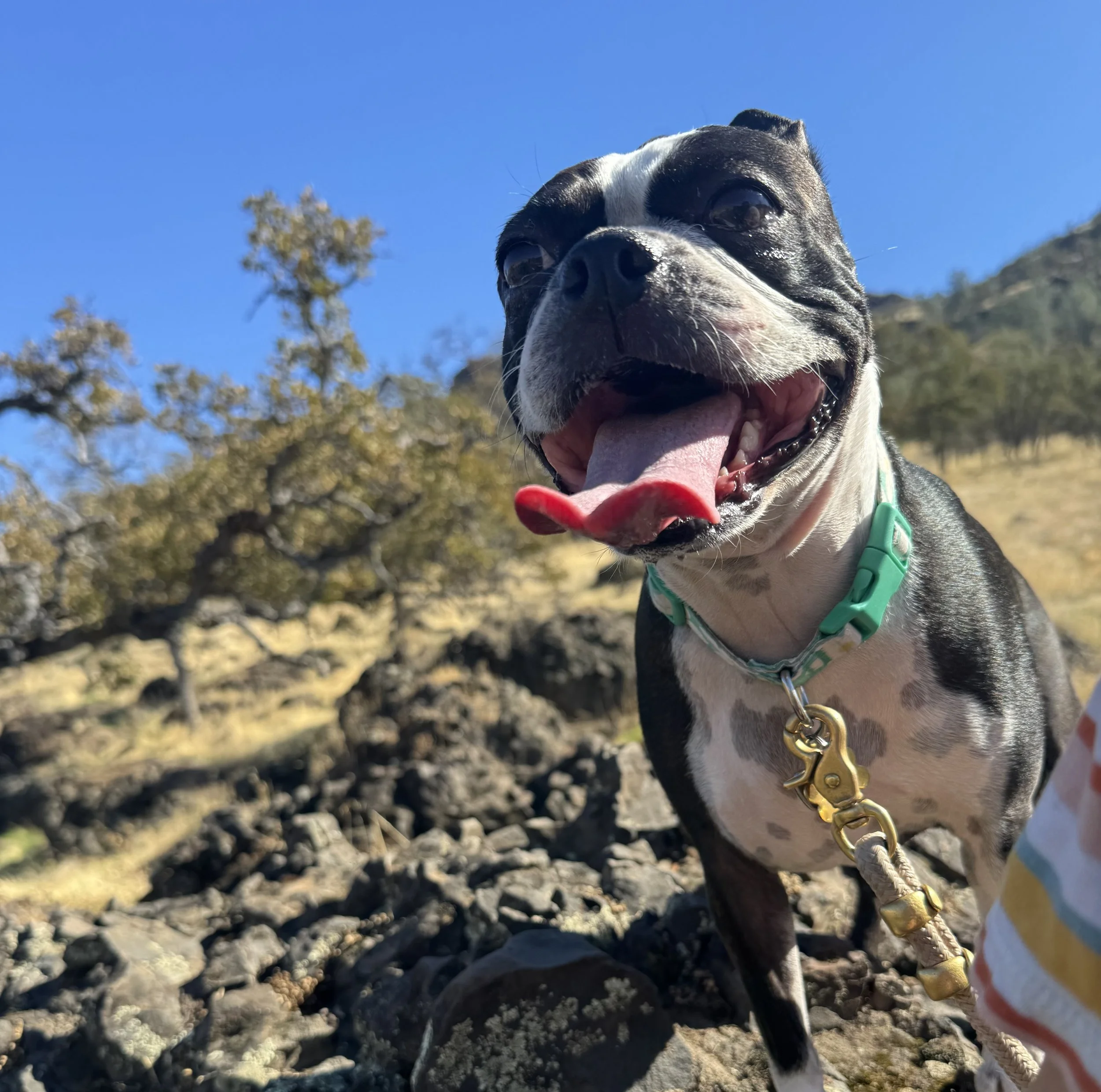Dottie, a Boston terrier, sitting outdoors on rocky terrain.