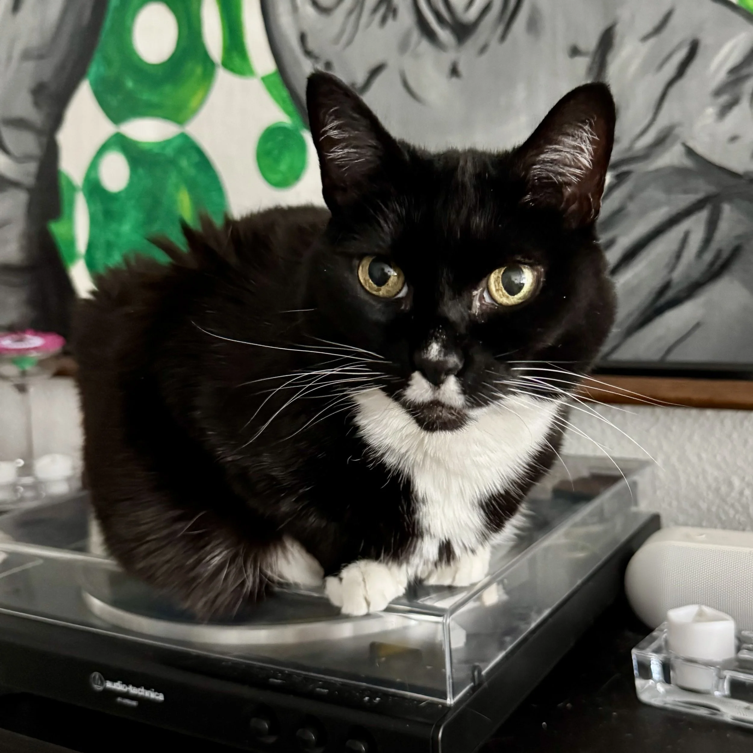 Close-up of Carla, a black and white cat with large yellow eyes, sitting on a metallic surface, with a green and white patterned object in the background.