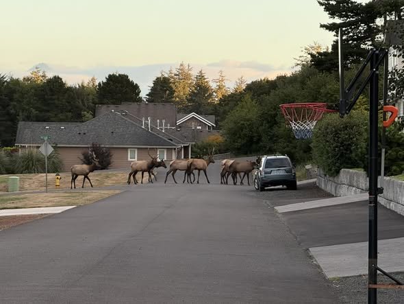 What I love about Gearhart, ep. 3