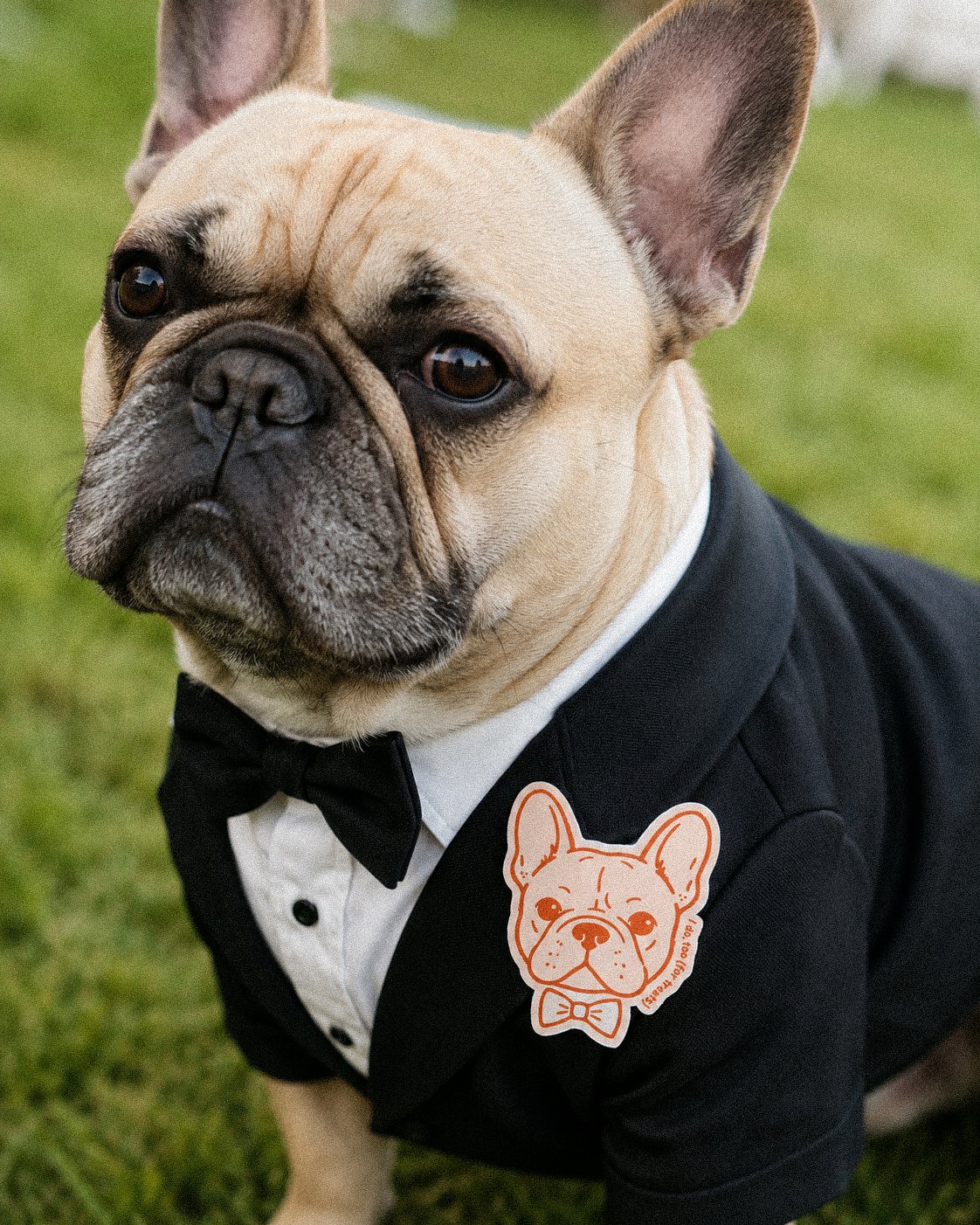 A French bulldog wearing a tuxedo with a custom illustrated pet portrait sticker attached to it.