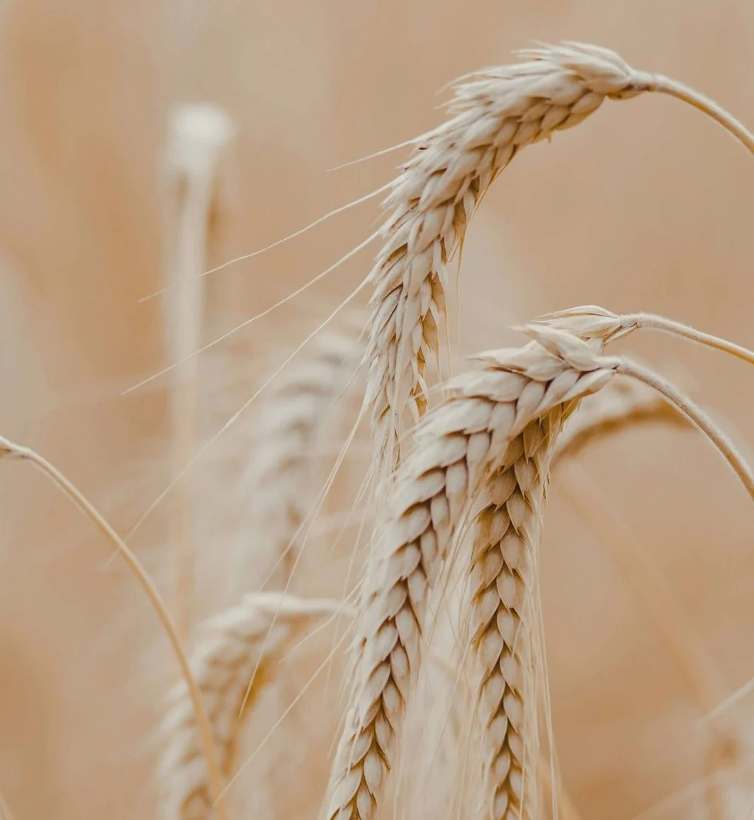 wheat ingredient in field
