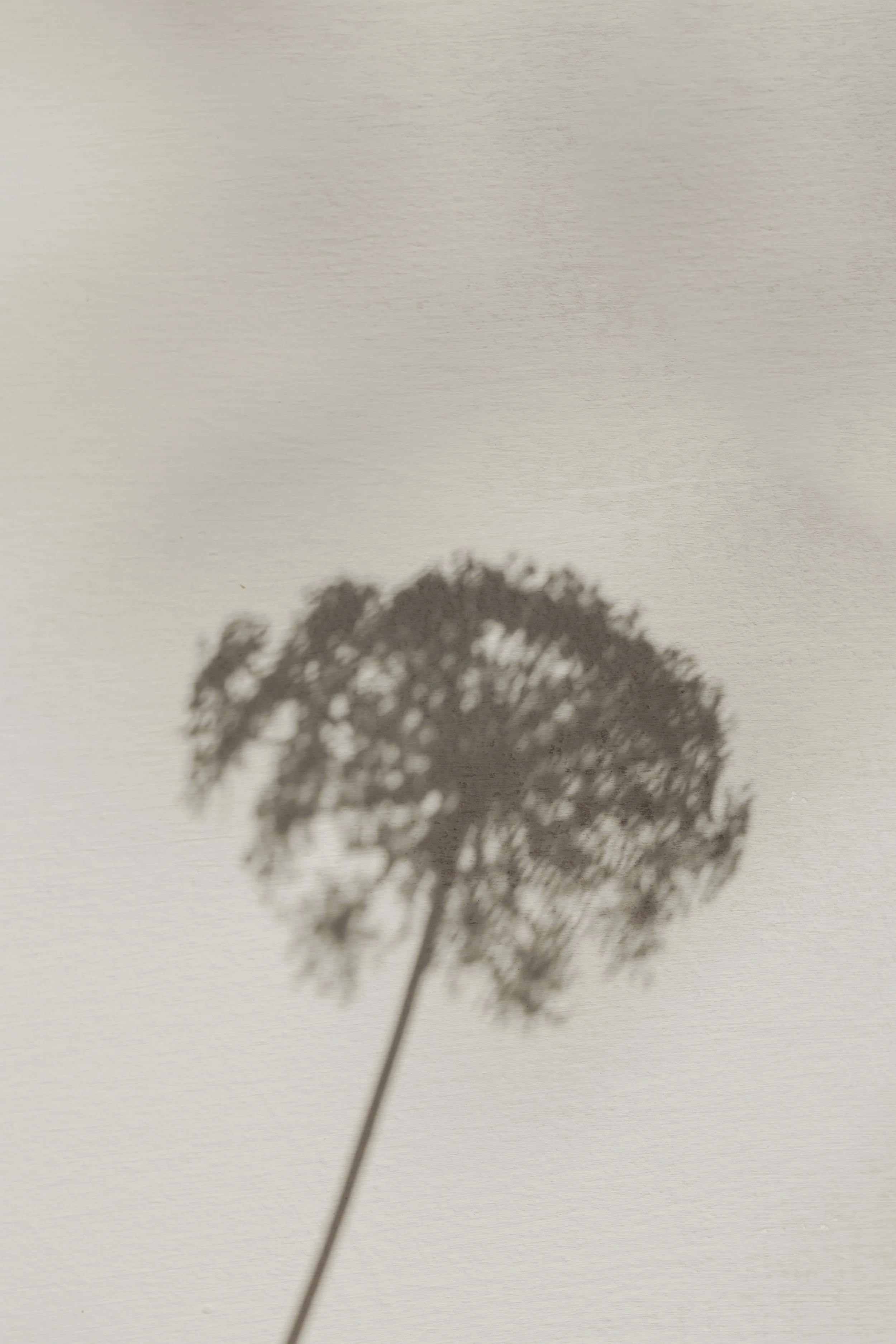 Shadow of a flower or plant on a light-colored surface.
