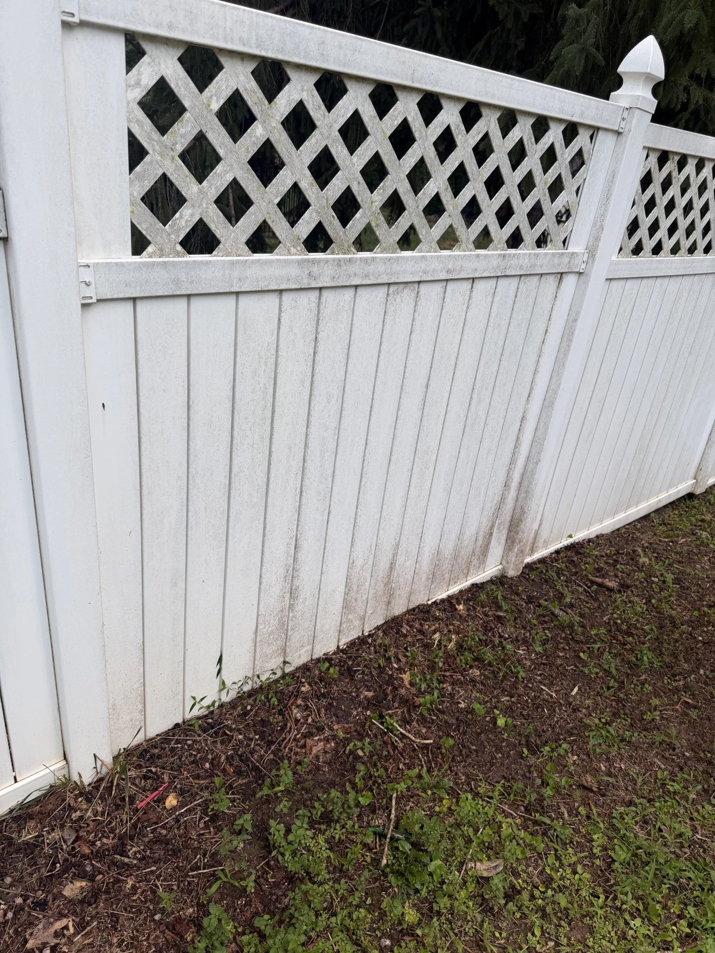 White wooden fence panel with lattice top and dirt with small plants at the base.