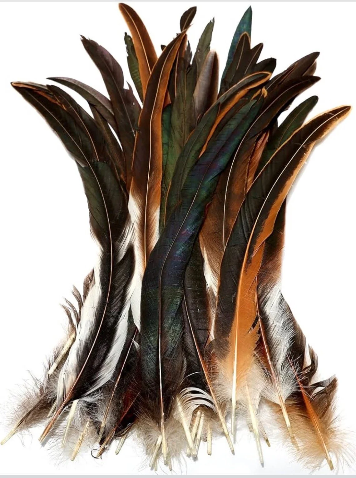 brown_black_feather.jpeg