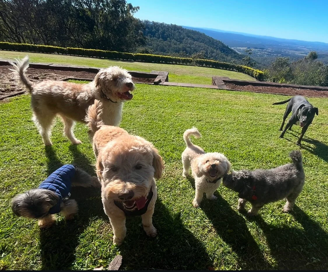 Home Minding — Care Where They Feel Most at Home 🏠🐕