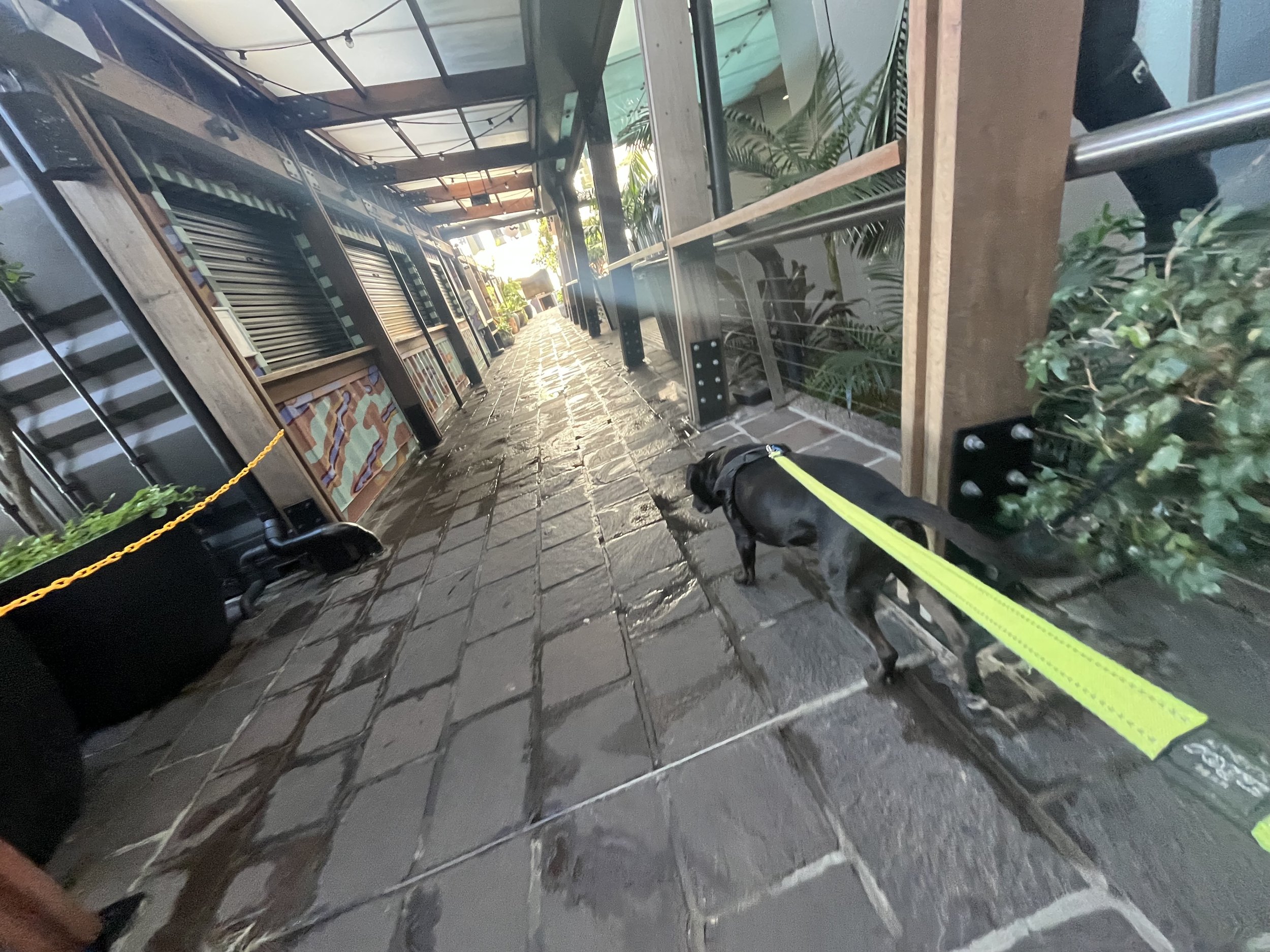 A person's view while walking along a covered outdoor walkway with a black dog on a yellow leash. The walkway has a roof with skylights and is lined with plants and shelves of tiles.