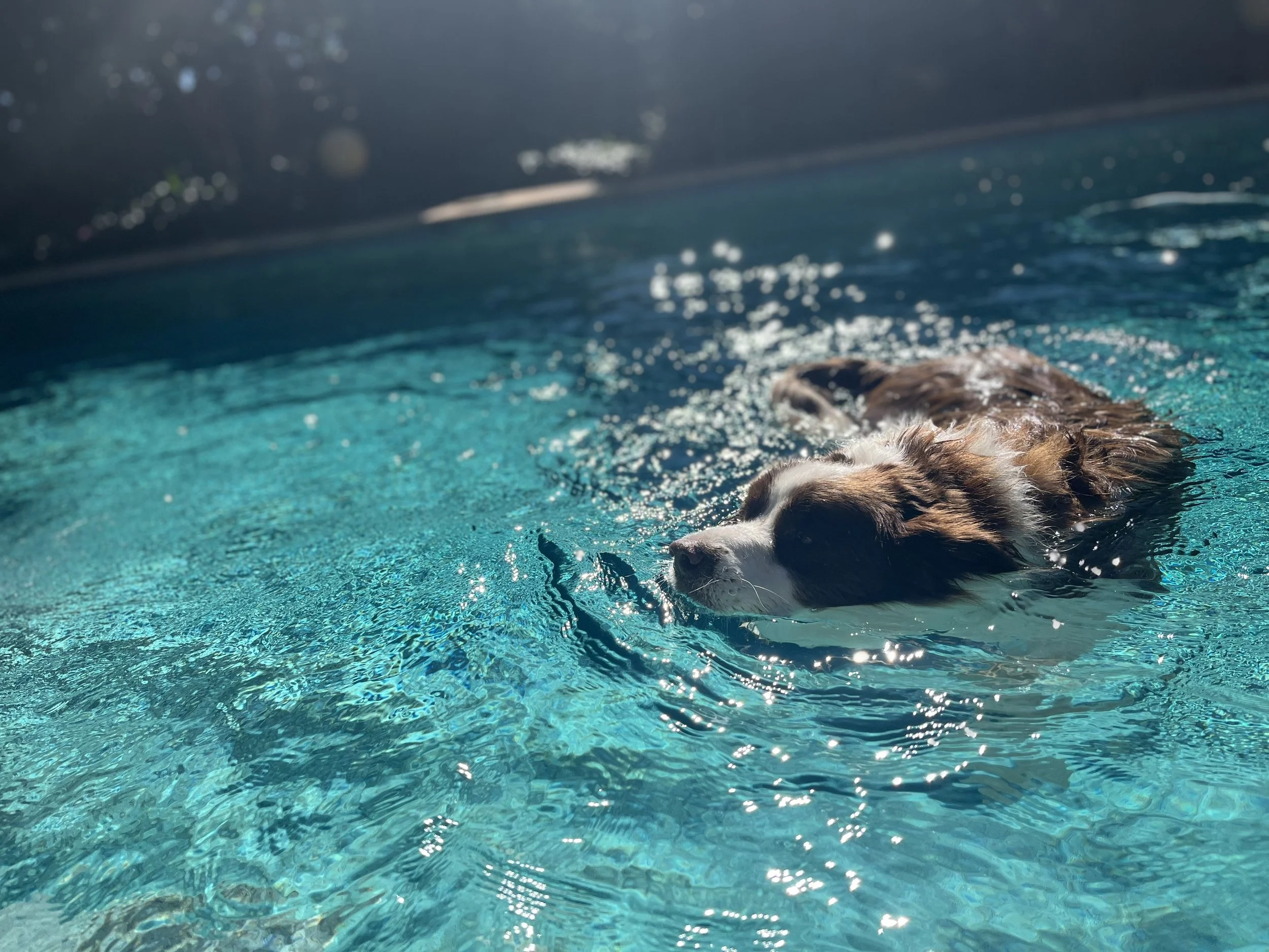 Pet sitting Dog Walking Palm Beach Burleigh Heads Currumbin Tallebudgera Miami Mermaid Beach