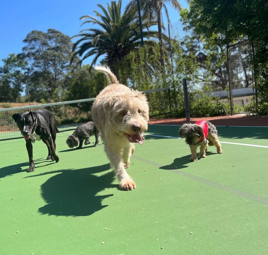 Personalised dog sitting in Burleigh Heads, Miami, CoolangattaGold Coast house sitting and in-home dog care in Broadbeach, Surfers Paradise and Southport