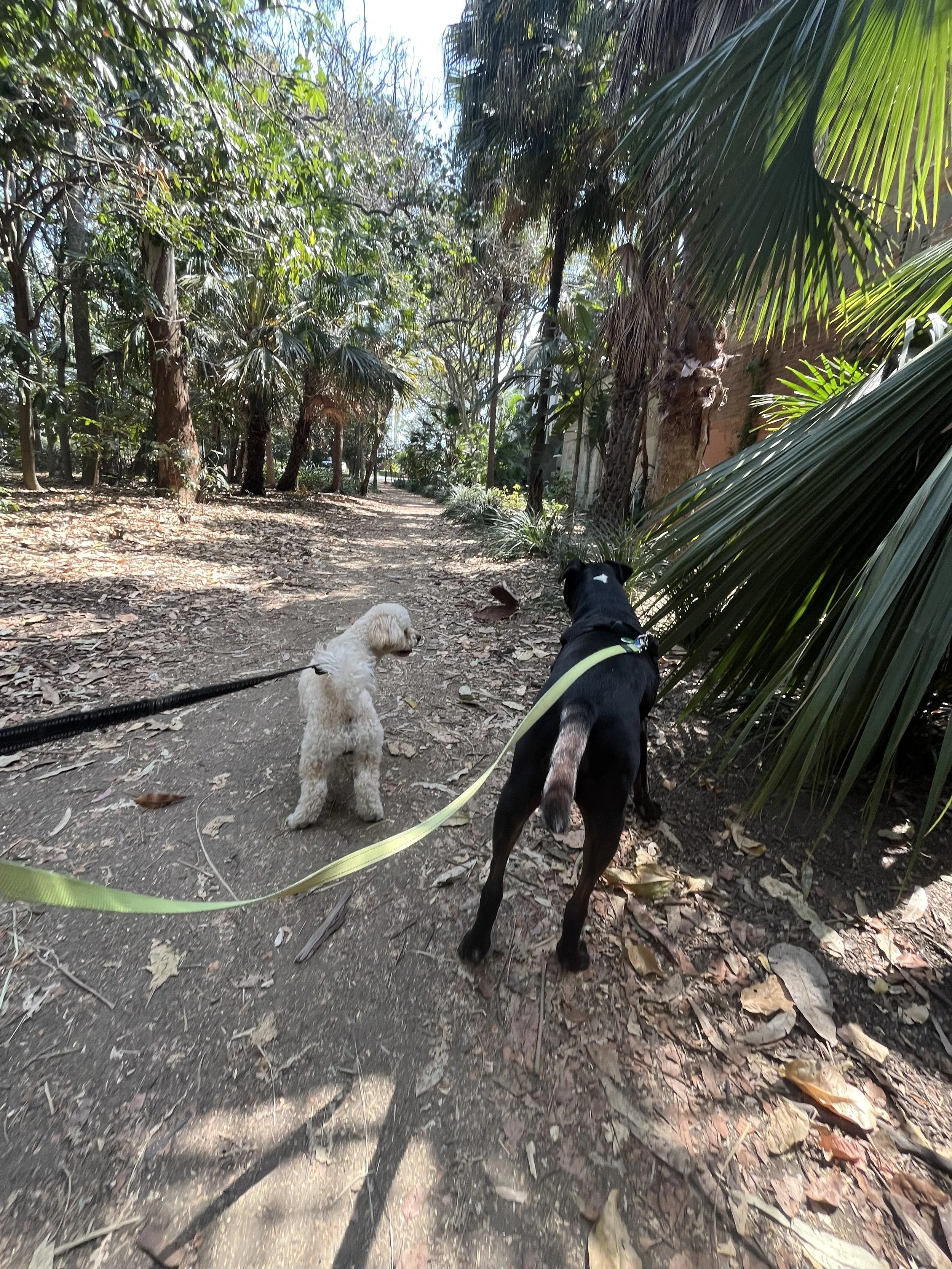 Pet sitting Dog Walking Palm Beach Burleigh Heads Currumbin Tallebudgera Miami Mermaid Beach