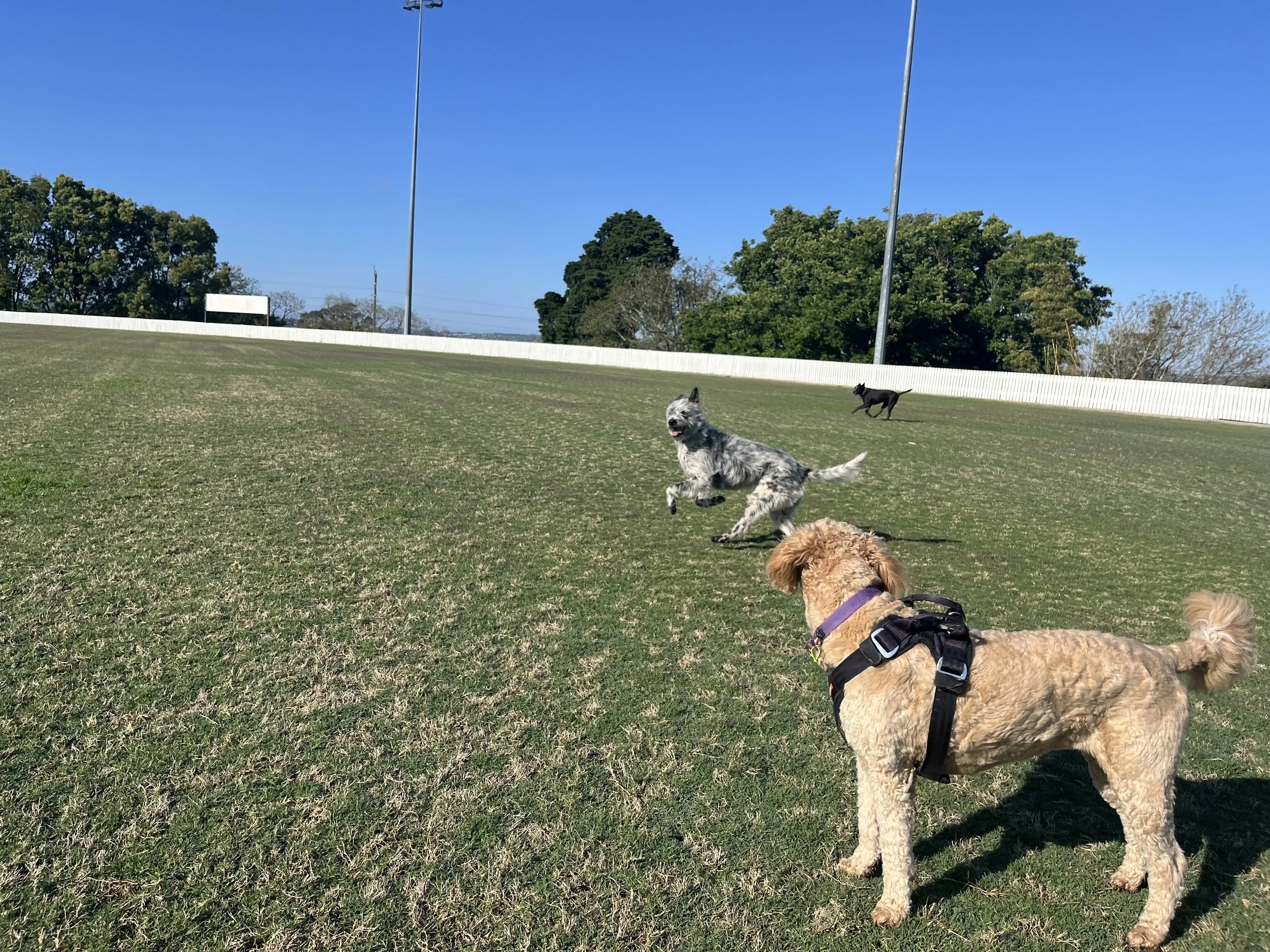 Dog Walking / Outdoor Adventure 🐕🚶‍♀️🌳