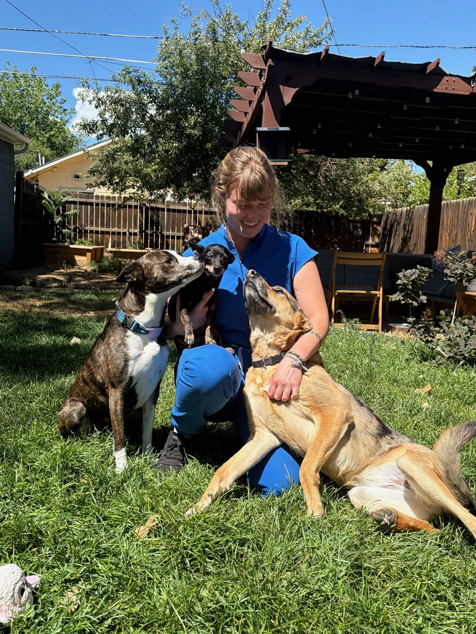 A woman in a blue shirt and blue pants is sitting on the grass, surrounded by four dogs of different breeds. The woman is smiling and holding two of the dogs. The background includes a wooden fence, trees, and a blue sky with some clouds.