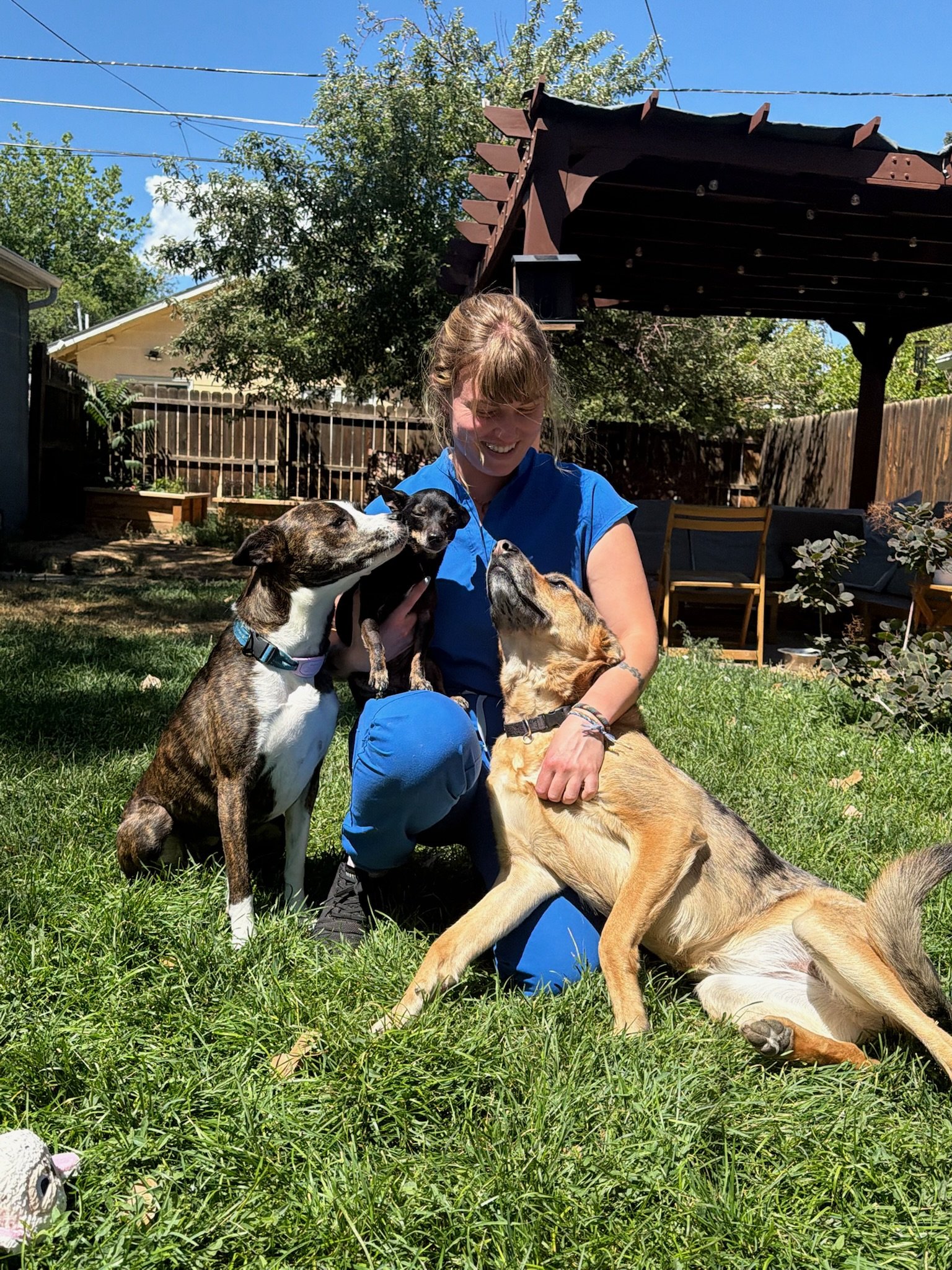 A woman in a blue shirt sitting on grass in a backyard, surrounded by four dogs, with a wooden fence and trees in the background on a sunny day.