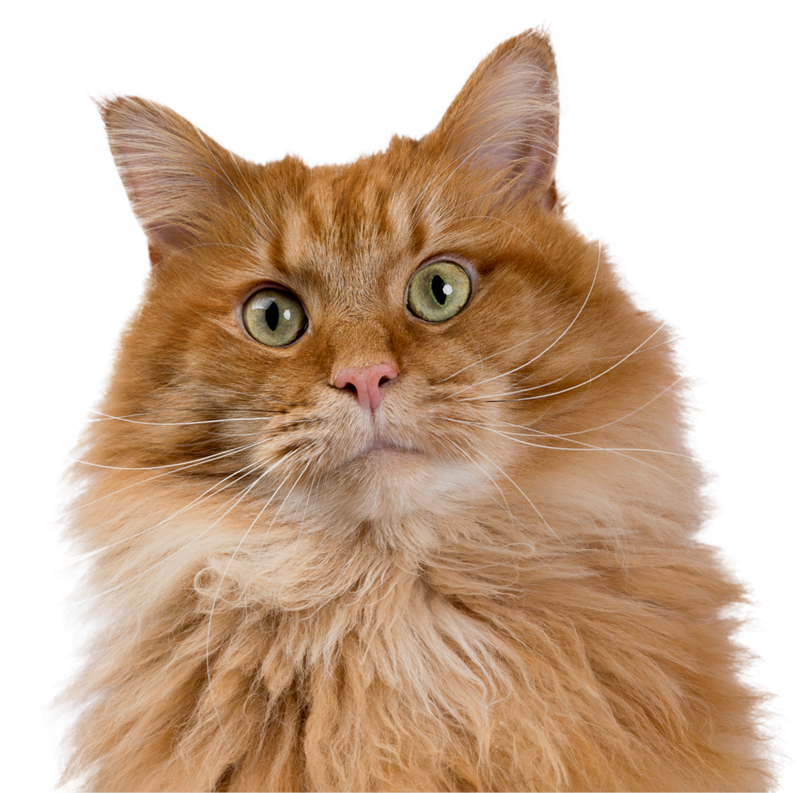Close-up of an orange long-haired cat with green eyes and pink nose, looking directly at the camera.