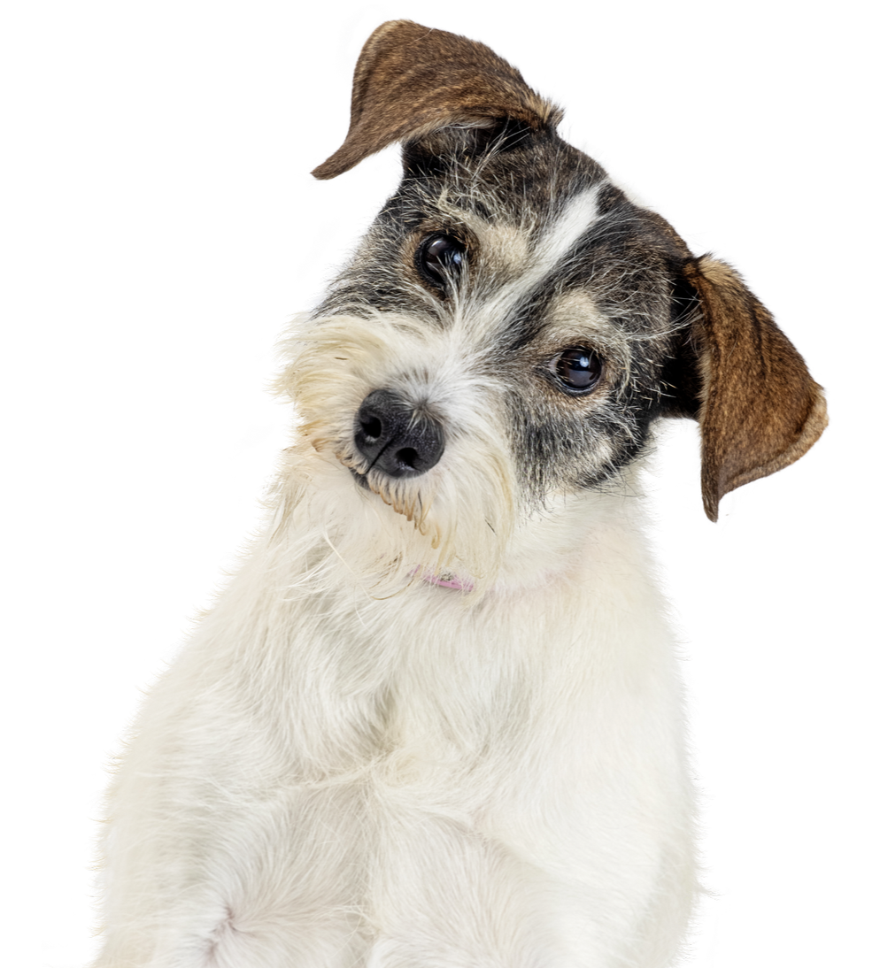 A cute dog with a tilted head, featuring a mixture of white and gray fur, with brown ears and a black nose.