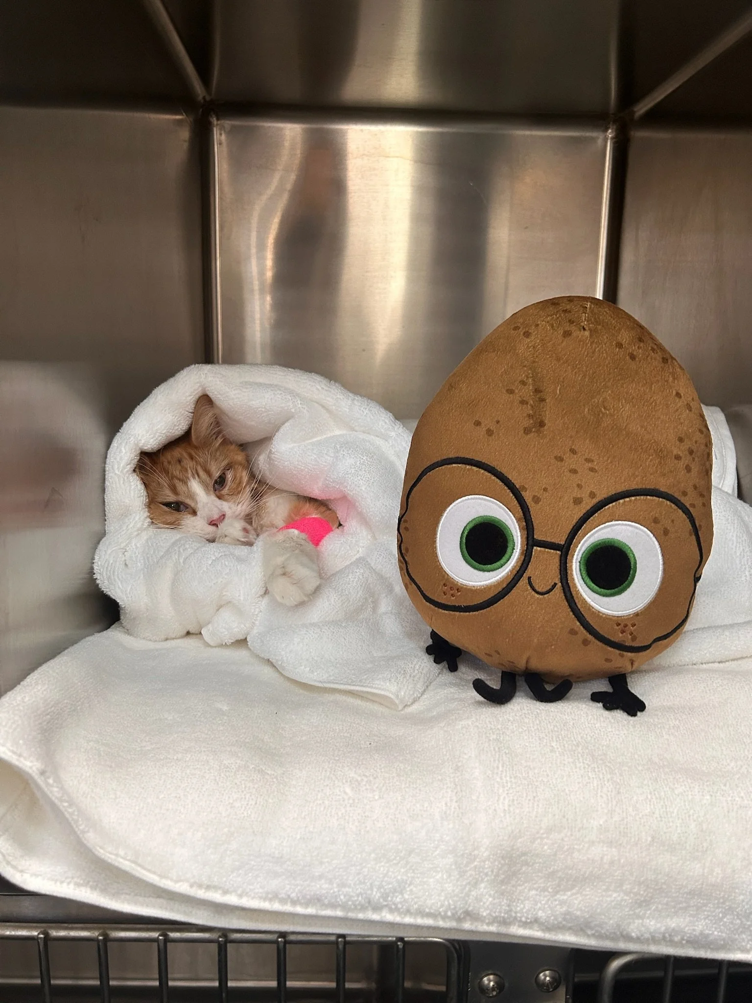 A kitten lying in a white towel, partially wrapped, next to a plush potato-shaped toy with glasses and a smiley face, inside a stainless steel enclosure.