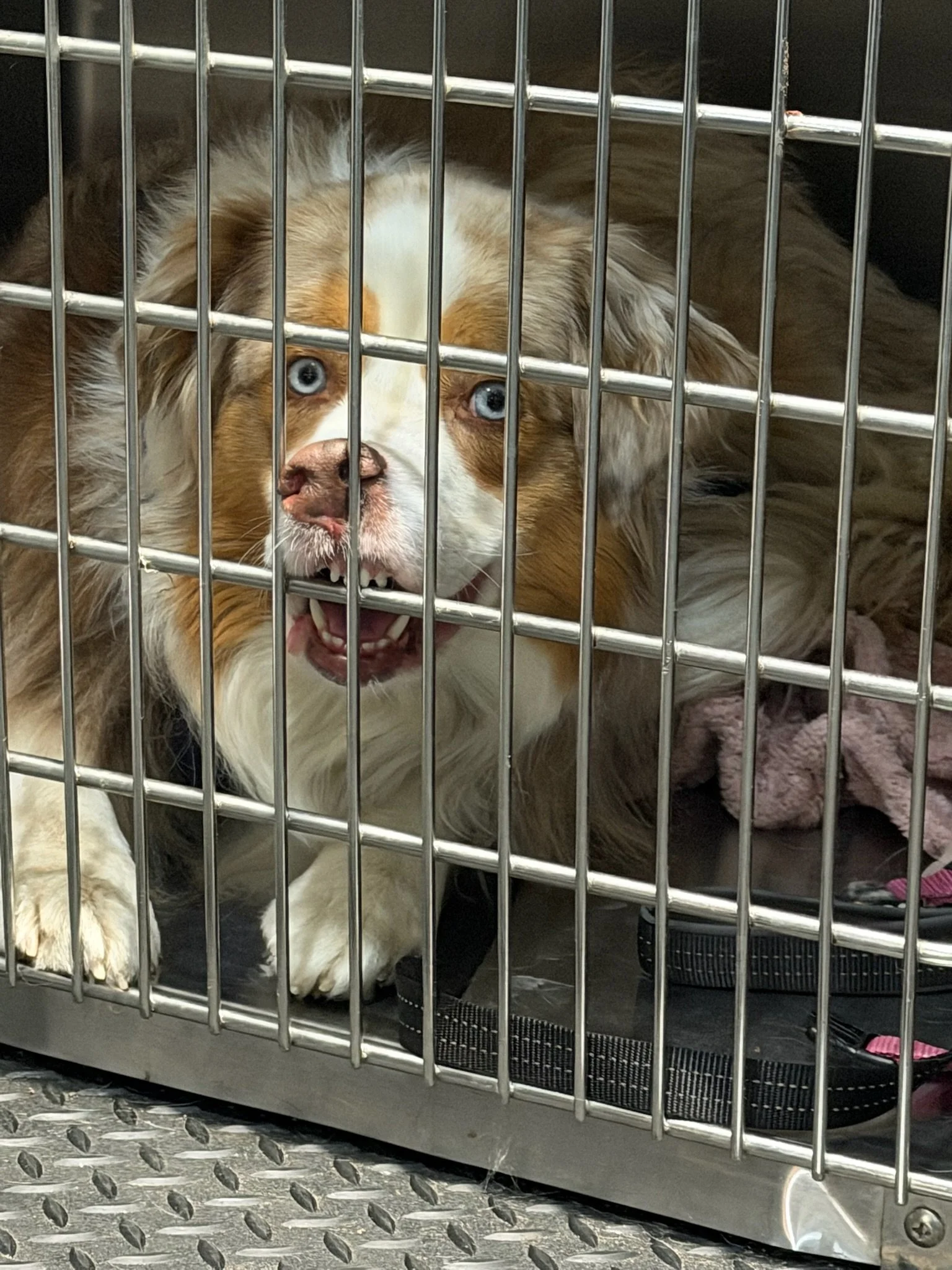 A dog with blue eyes and a brown and white coat is in a metal cage, barking or whining with its mouth open, inside an animal shelter or veterinary clinic.